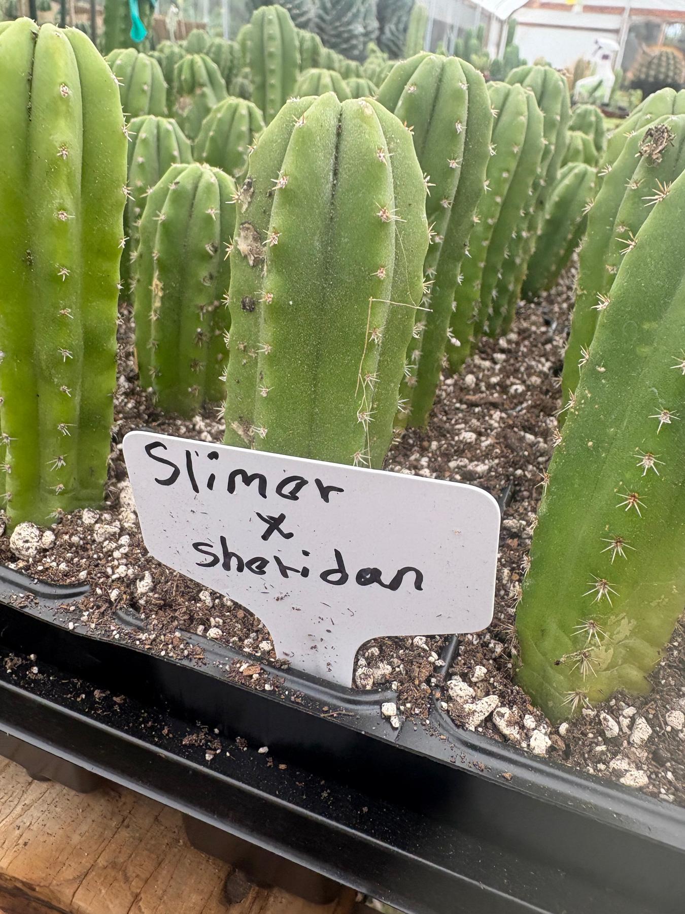 #EC271 EXACT Trichocereus Scop Slimer X Pach Sheridan Seedling Cactus 4-5”-Cactus - Large - Exact-The Succulent Source