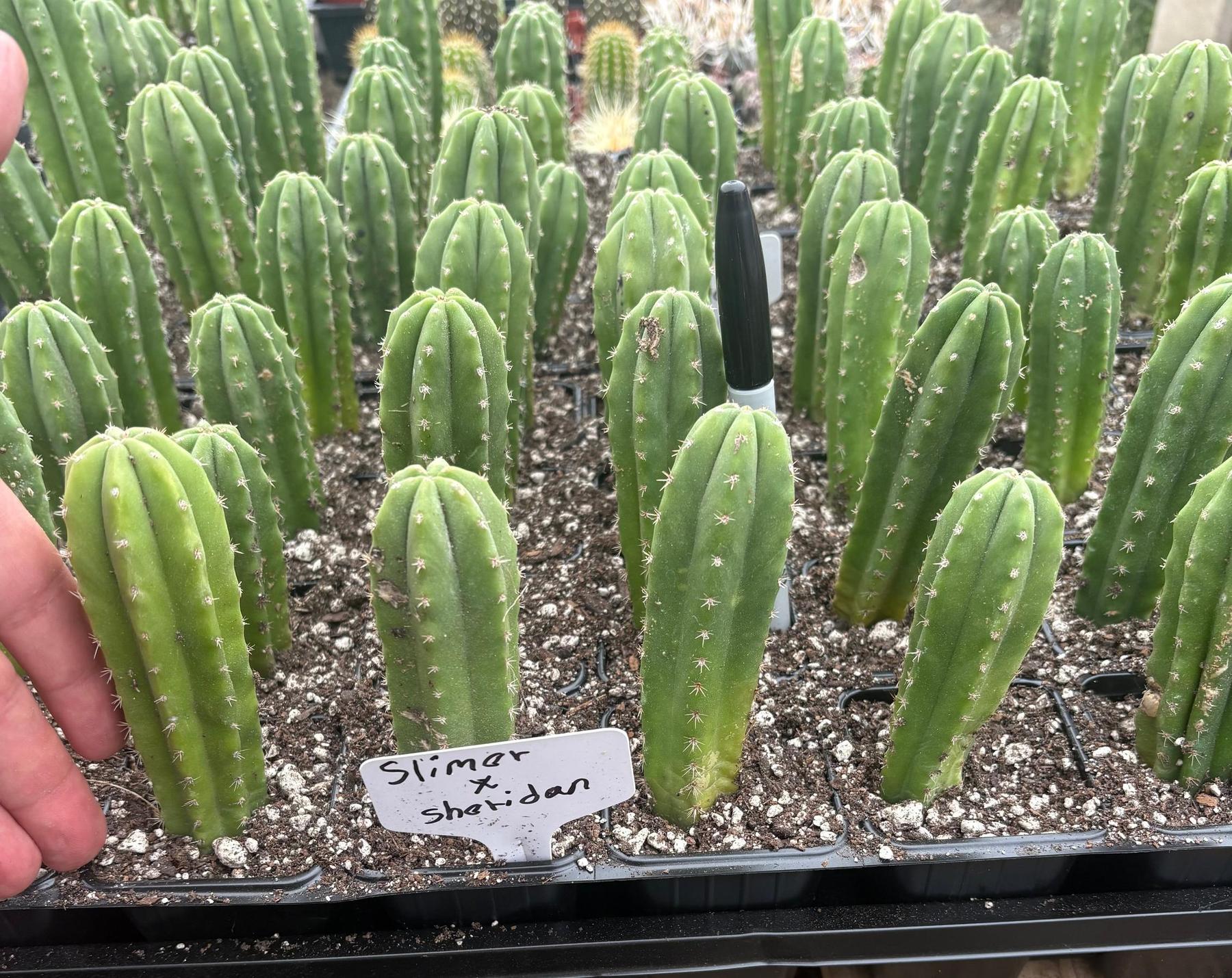 #EC271 EXACT Trichocereus Scop Slimer X Pach Sheridan Seedling Cactus 4-5”-Cactus - Large - Exact-The Succulent Source