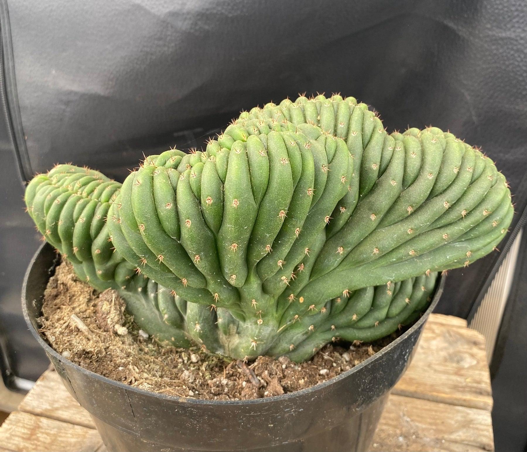 #EC272 EXACT Trichocereus Pachanoi Crested Cactus-Cactus - Large - Exact-The Succulent Source