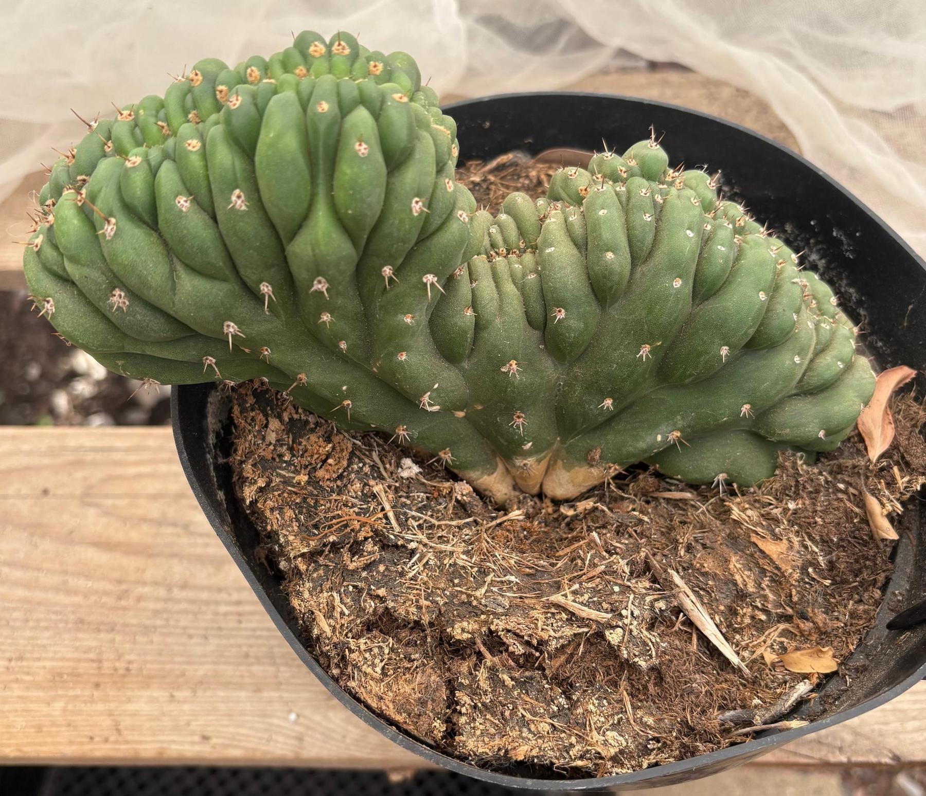 #EC272 EXACT Trichocereus Pachanoi Crested Cactus-Cactus - Large - Exact-The Succulent Source