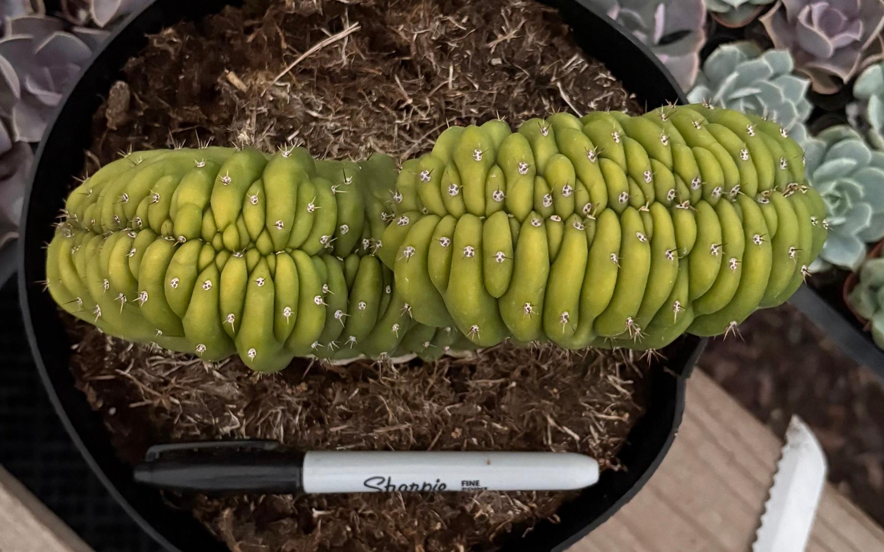 #EC272 EXACT Trichocereus Pachanoi Crested Cactus-Cactus - Large - Exact-The Succulent Source