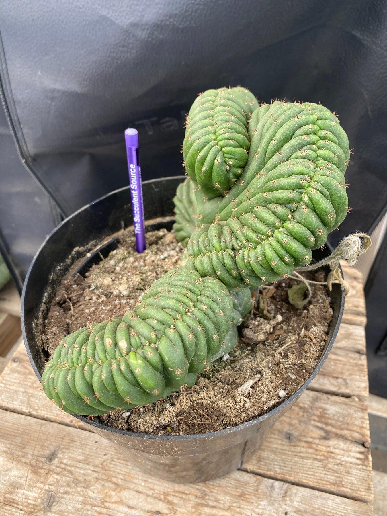 #EC272 EXACT Trichocereus Pachanoi Crested Cactus-Cactus - Large - Exact-The Succulent Source