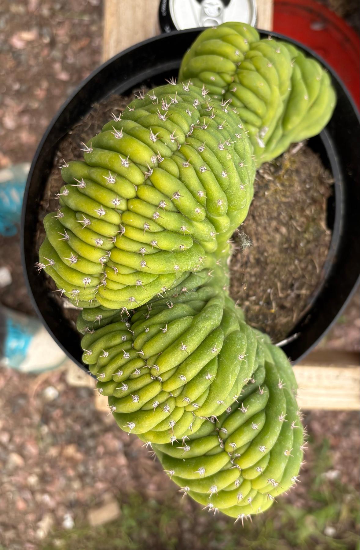 #EC272 EXACT Trichocereus Pachanoi Crested Cactus-Cactus - Large - Exact-The Succulent Source