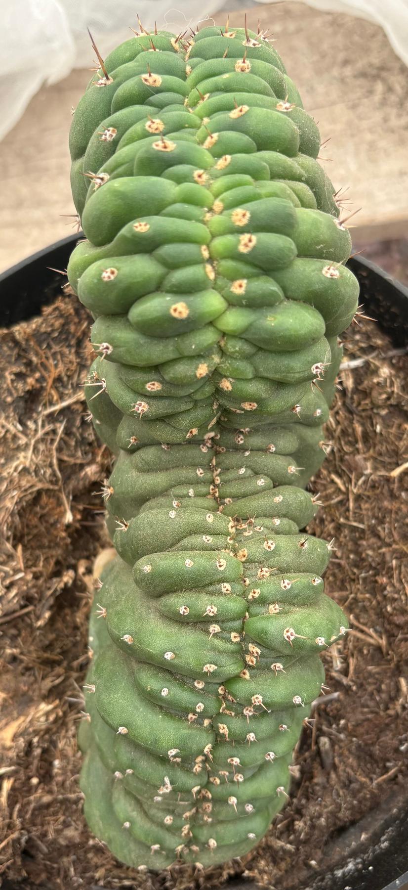 #EC272 EXACT Trichocereus Pachanoi Crested Cactus-Cactus - Large - Exact-The Succulent Source