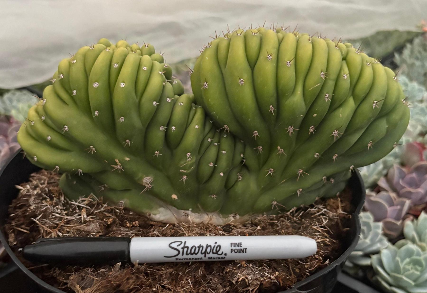 #EC272 EXACT Trichocereus Pachanoi Crested Cactus-Cactus - Large - Exact-The Succulent Source