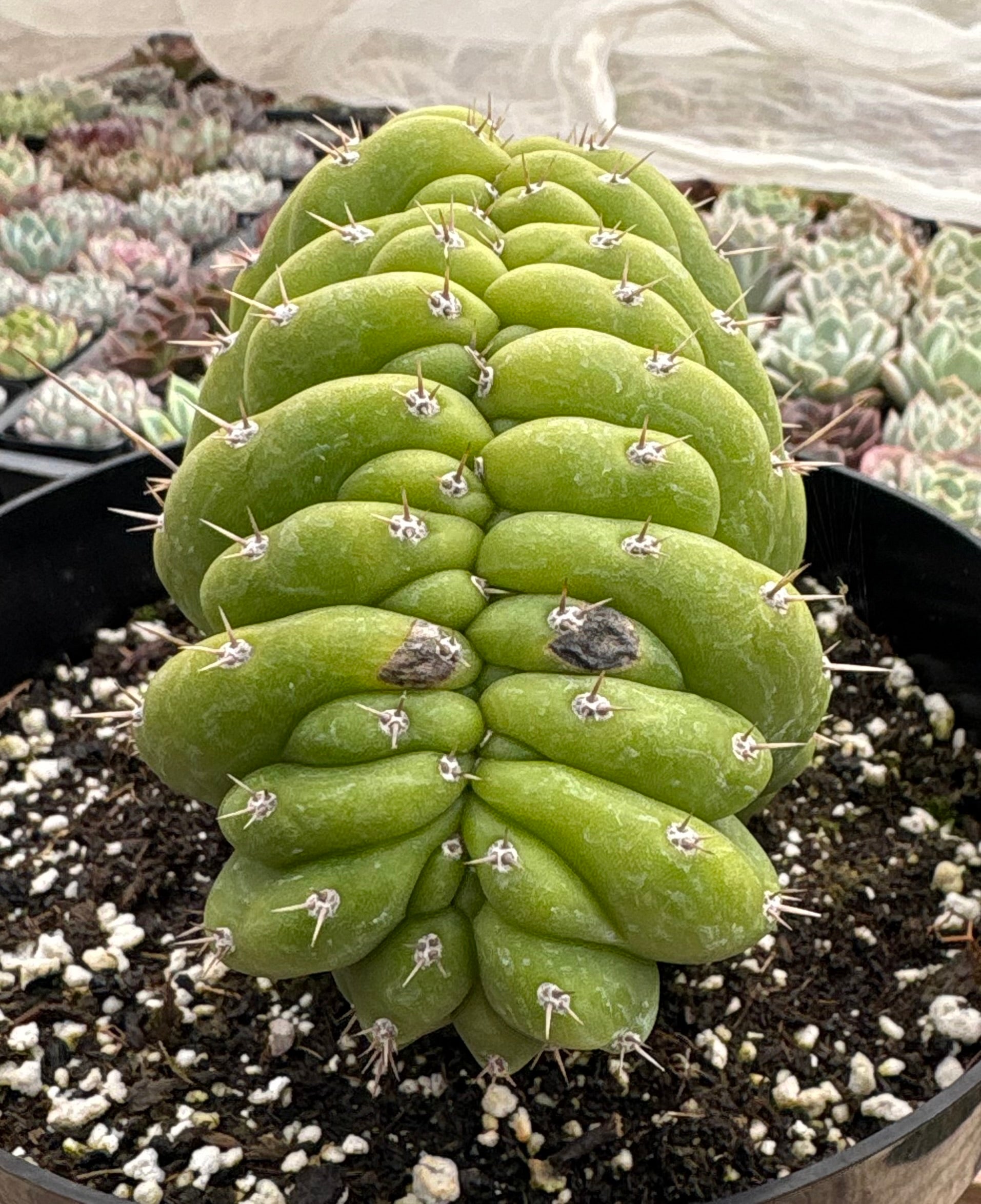 #EC272 EXACT Trichocereus Pachanoi Crested Cactus-Cactus - Large - Exact-The Succulent Source