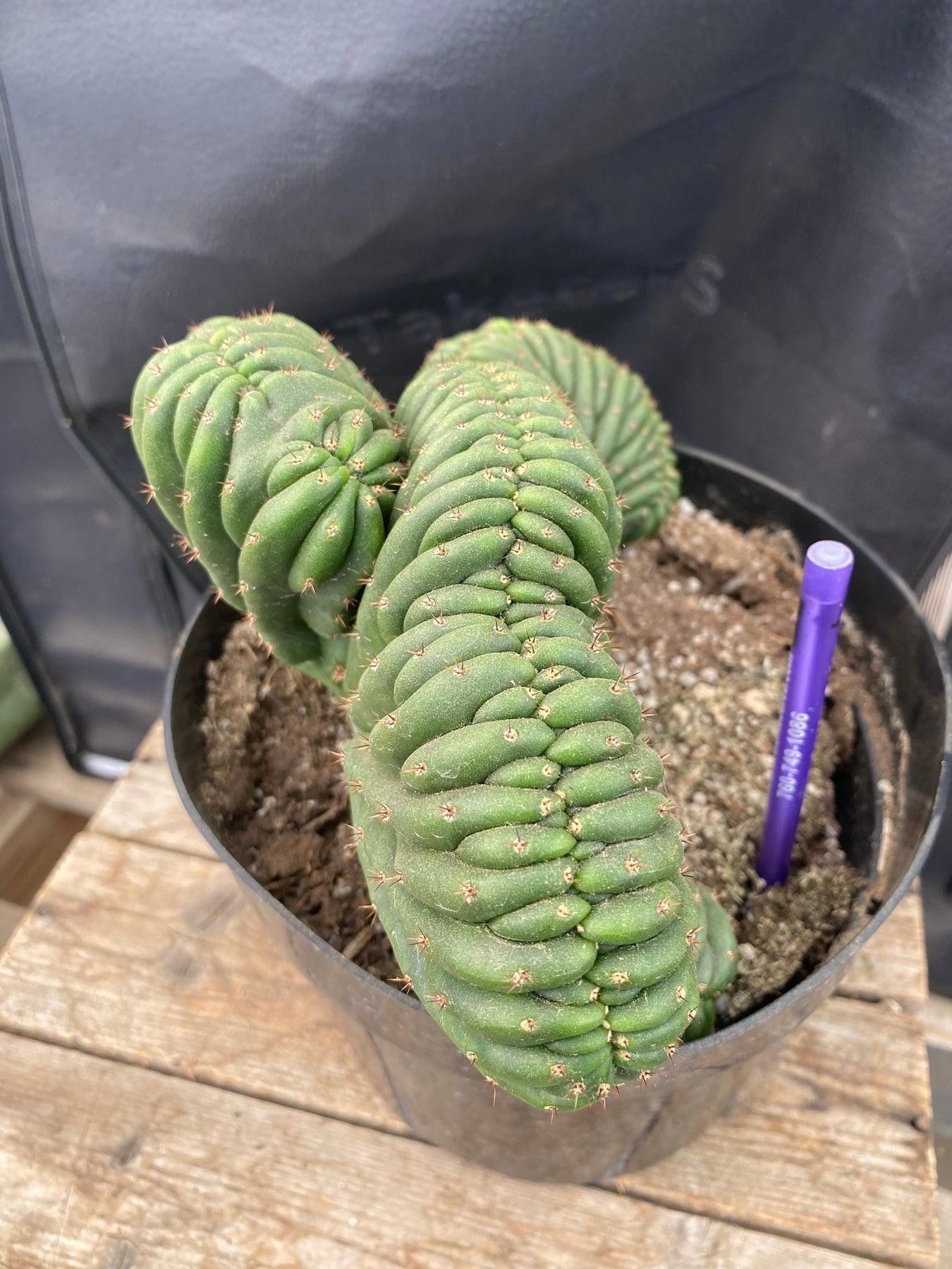 #EC272 EXACT Trichocereus Pachanoi Crested Cactus-Cactus - Large - Exact-The Succulent Source