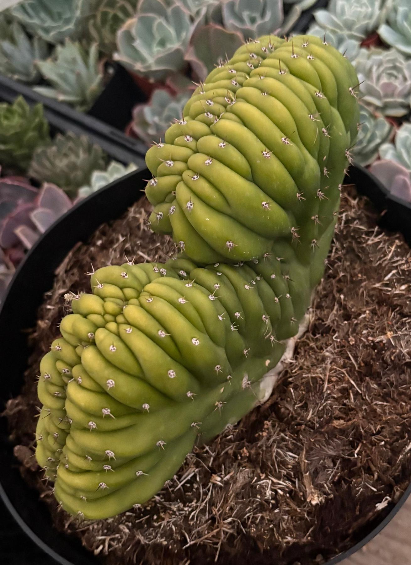 #EC272 EXACT Trichocereus Pachanoi Crested Cactus-Cactus - Large - Exact-The Succulent Source
