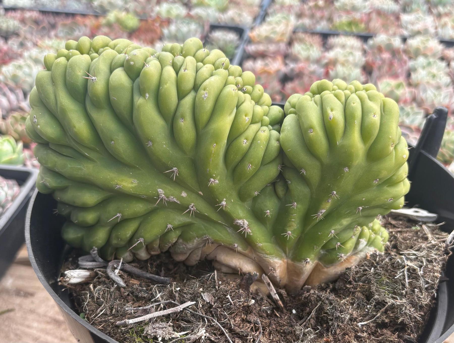#EC272 EXACT Trichocereus Pachanoi Crested Cactus-Cactus - Large - Exact-The Succulent Source