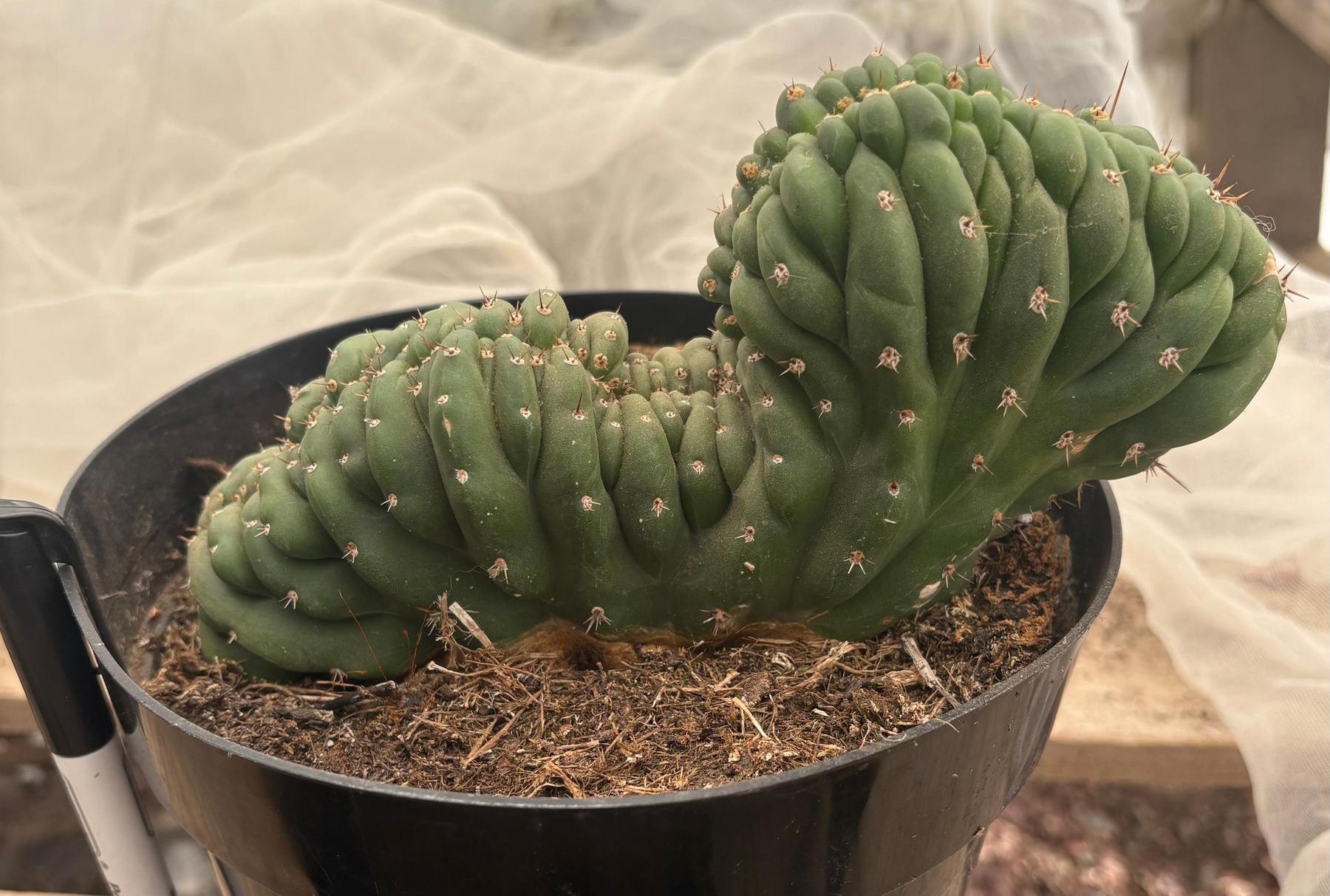 #EC272 EXACT Trichocereus Pachanoi Crested Cactus-Cactus - Large - Exact-The Succulent Source