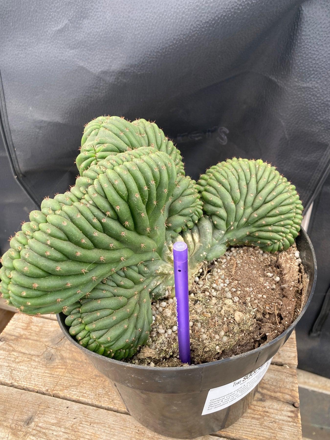 #EC272 EXACT Trichocereus Pachanoi Crested Cactus-Cactus - Large - Exact-The Succulent Source