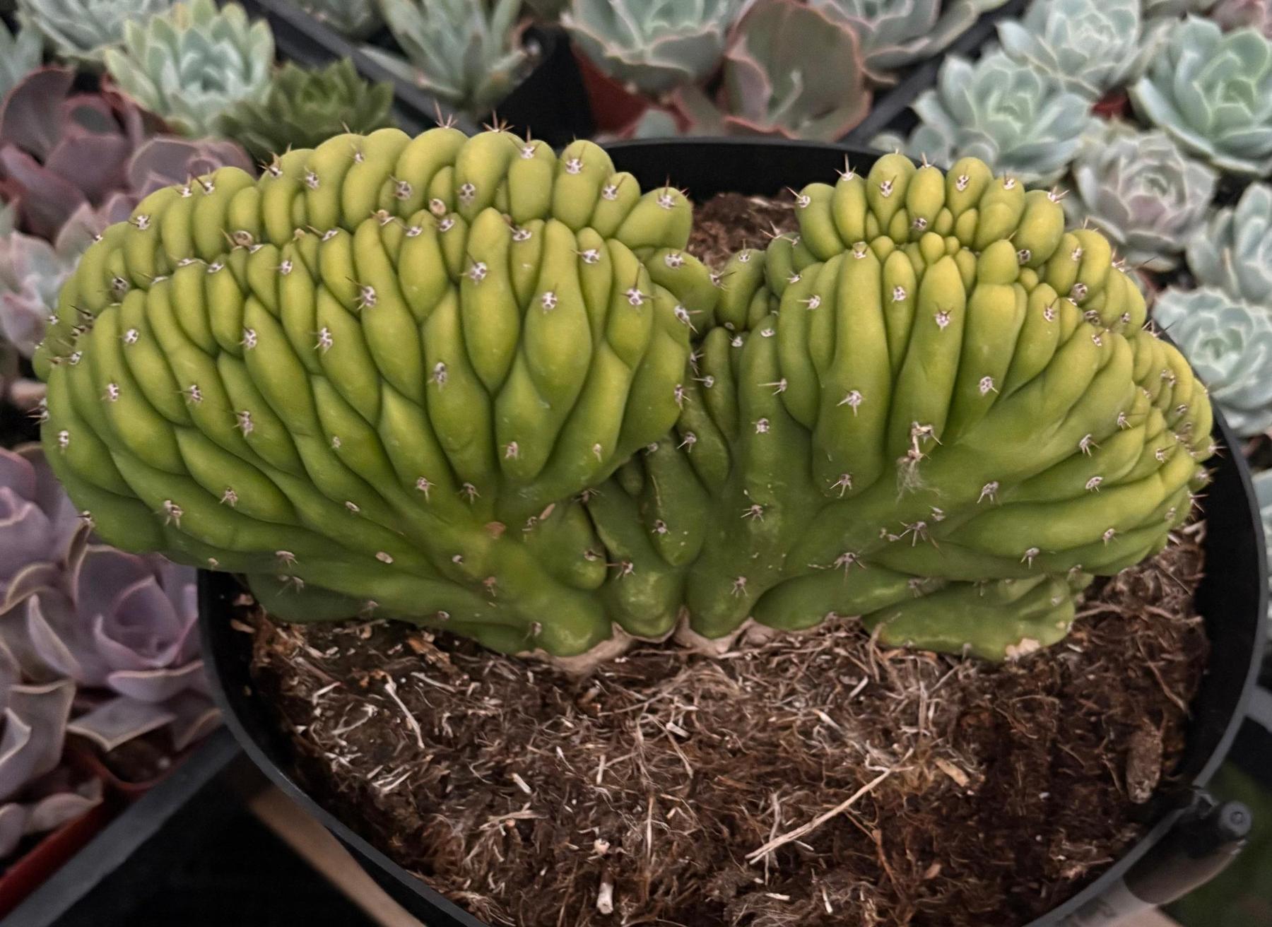 #EC272 EXACT Trichocereus Pachanoi Crested Cactus-Cactus - Large - Exact-The Succulent Source