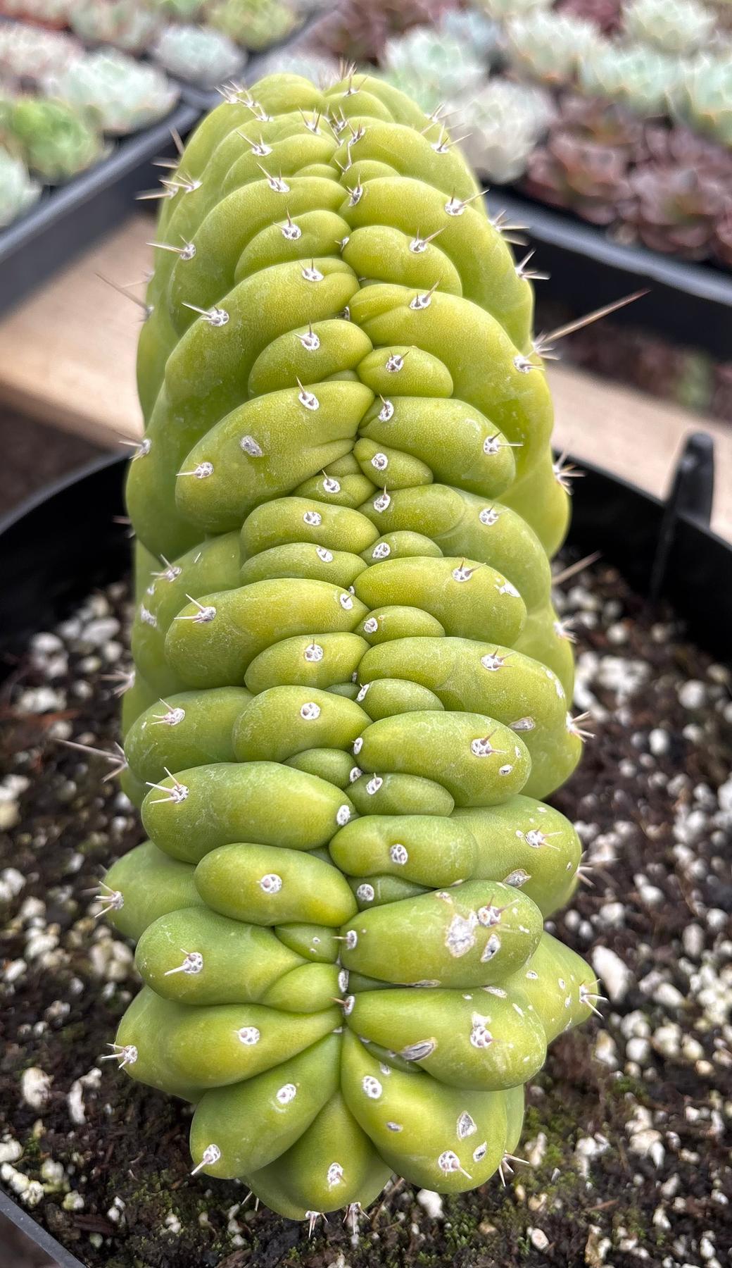 #EC272 EXACT Trichocereus Pachanoi Crested Cactus-Cactus - Large - Exact-The Succulent Source