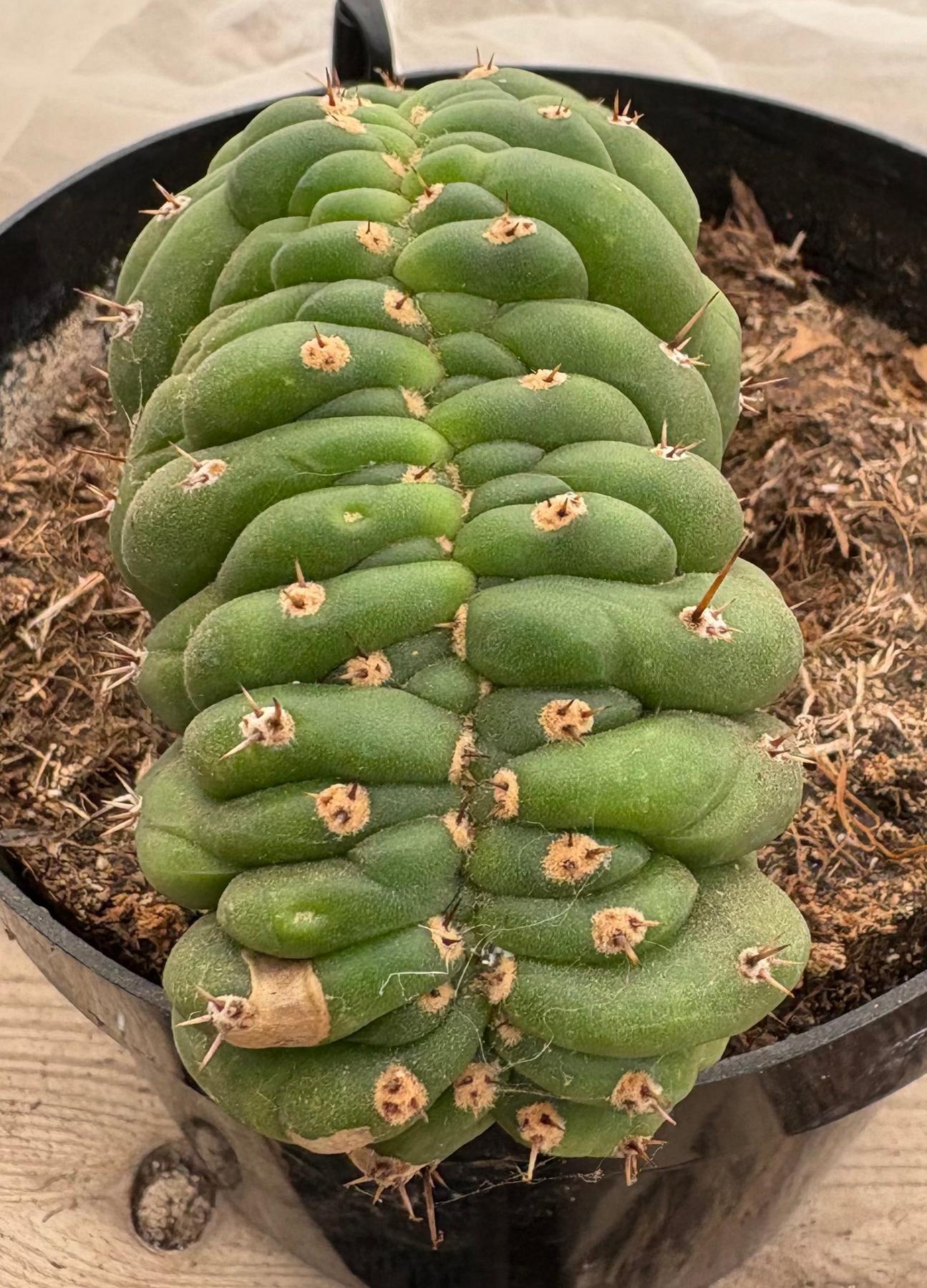 #EC272 EXACT Trichocereus Pachanoi Crested Cactus-Cactus - Large - Exact-The Succulent Source