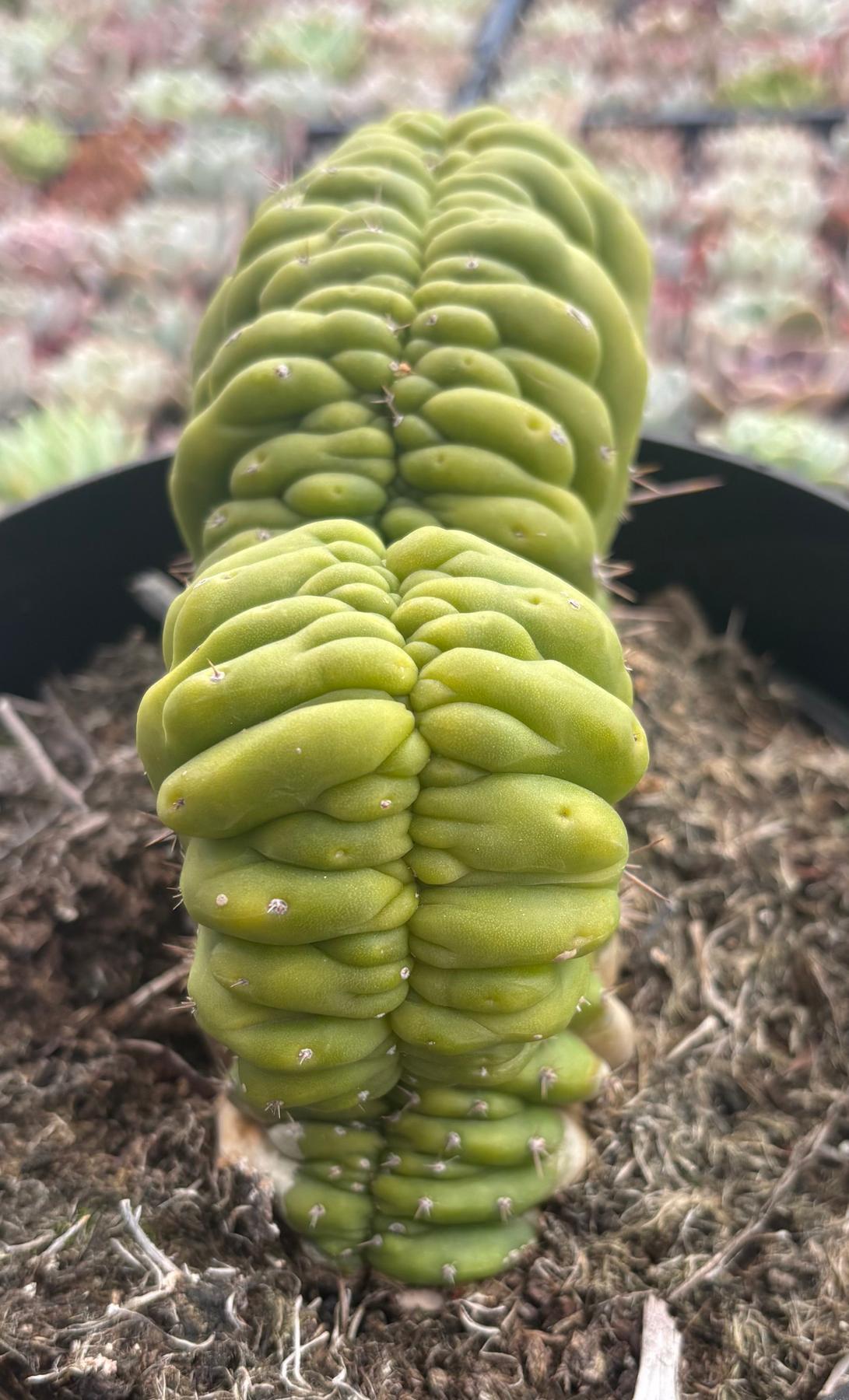 #EC272 EXACT Trichocereus Pachanoi Crested Cactus-Cactus - Large - Exact-The Succulent Source