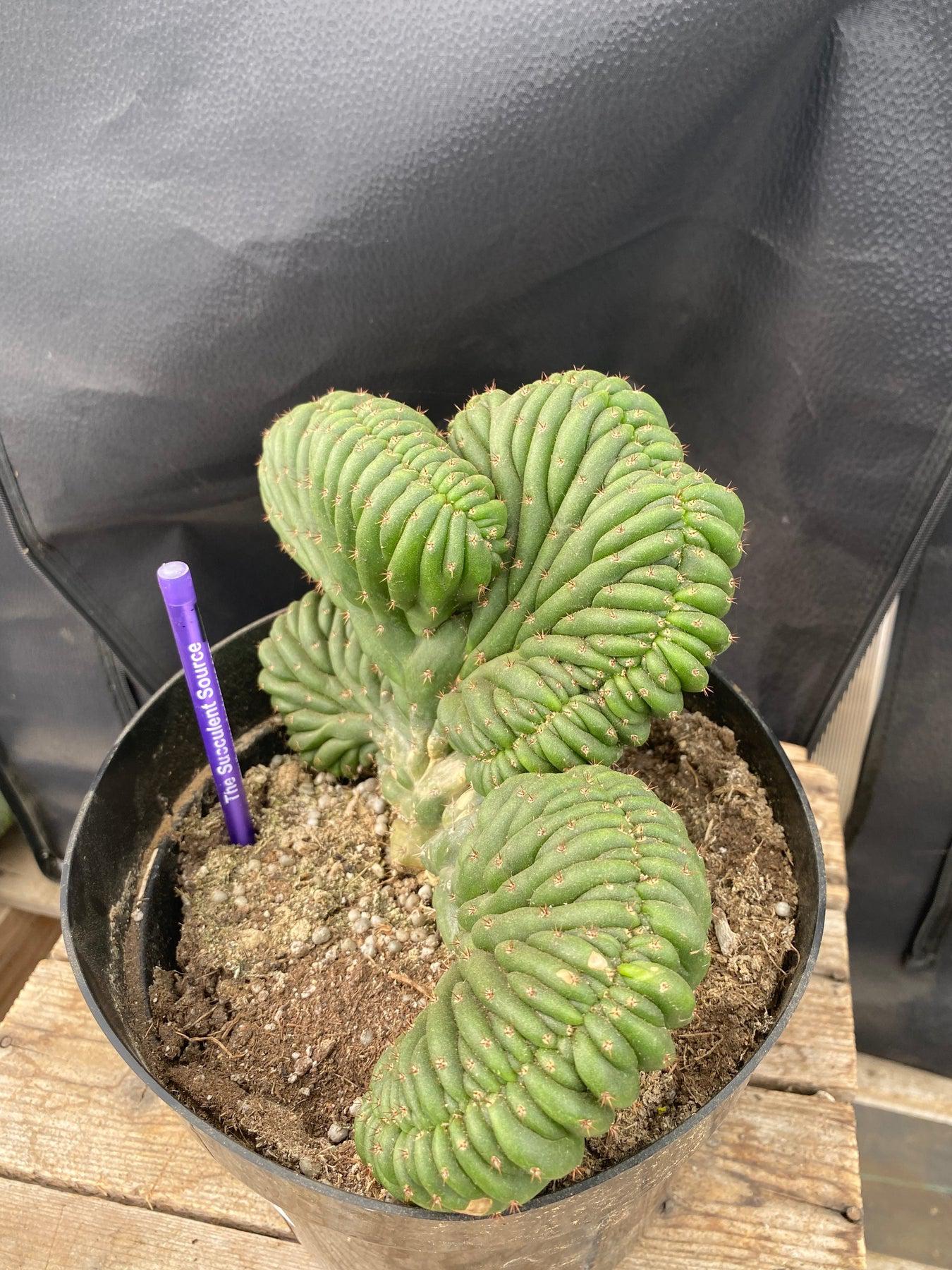 #EC272 EXACT Trichocereus Pachanoi Crested Cactus-Cactus - Large - Exact-The Succulent Source