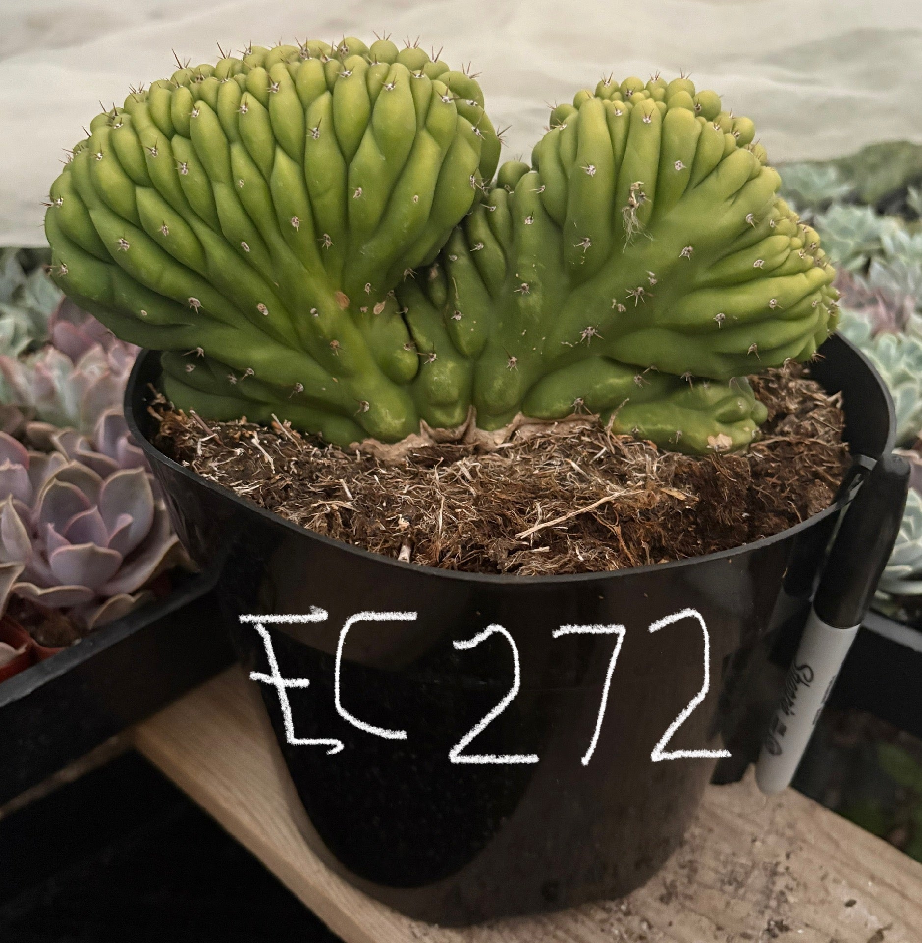 #EC272 EXACT Trichocereus Pachanoi Crested Cactus-Cactus - Large - Exact-The Succulent Source