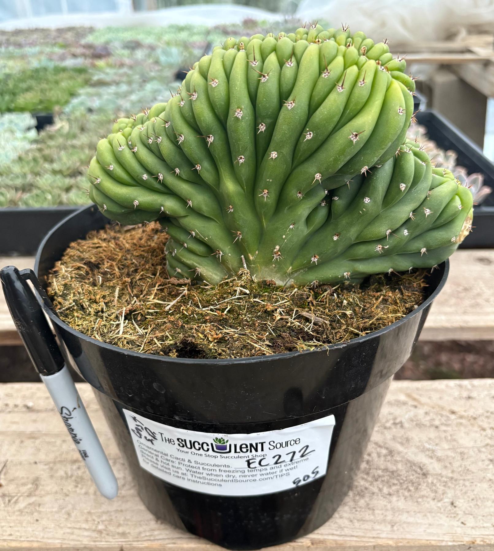 #EC272 EXACT Trichocereus Pachanoi Crested Cactus-Cactus - Large - Exact-The Succulent Source