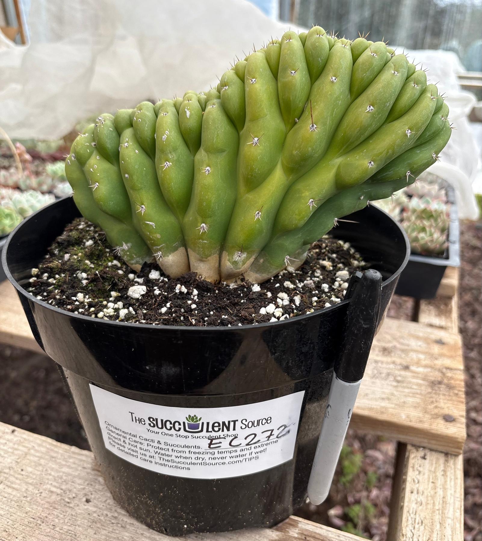 #EC272 EXACT Trichocereus Pachanoi Crested Cactus-Cactus - Large - Exact-The Succulent Source