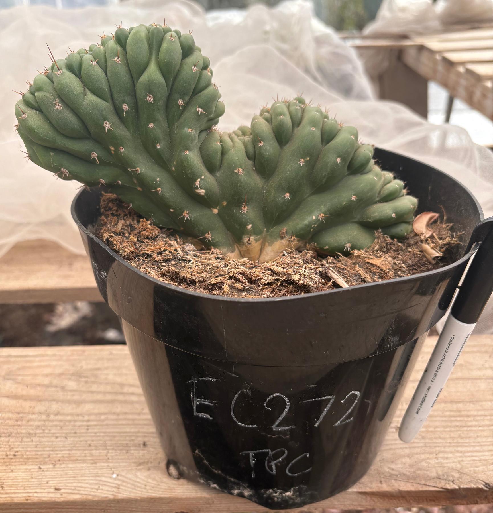 #EC272 EXACT Trichocereus Pachanoi Crested Cactus-Cactus - Large - Exact-The Succulent Source