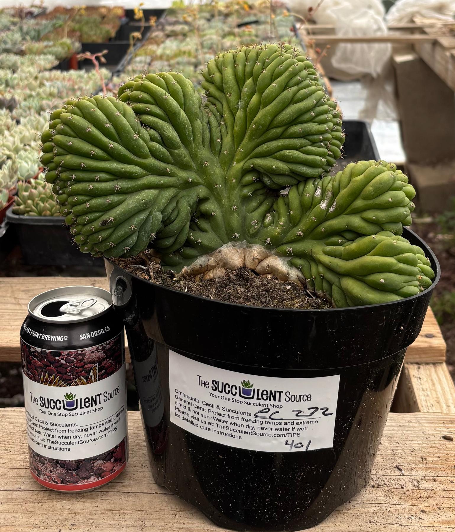 #EC272 EXACT Trichocereus Pachanoi Crested Cactus-Cactus - Large - Exact-The Succulent Source