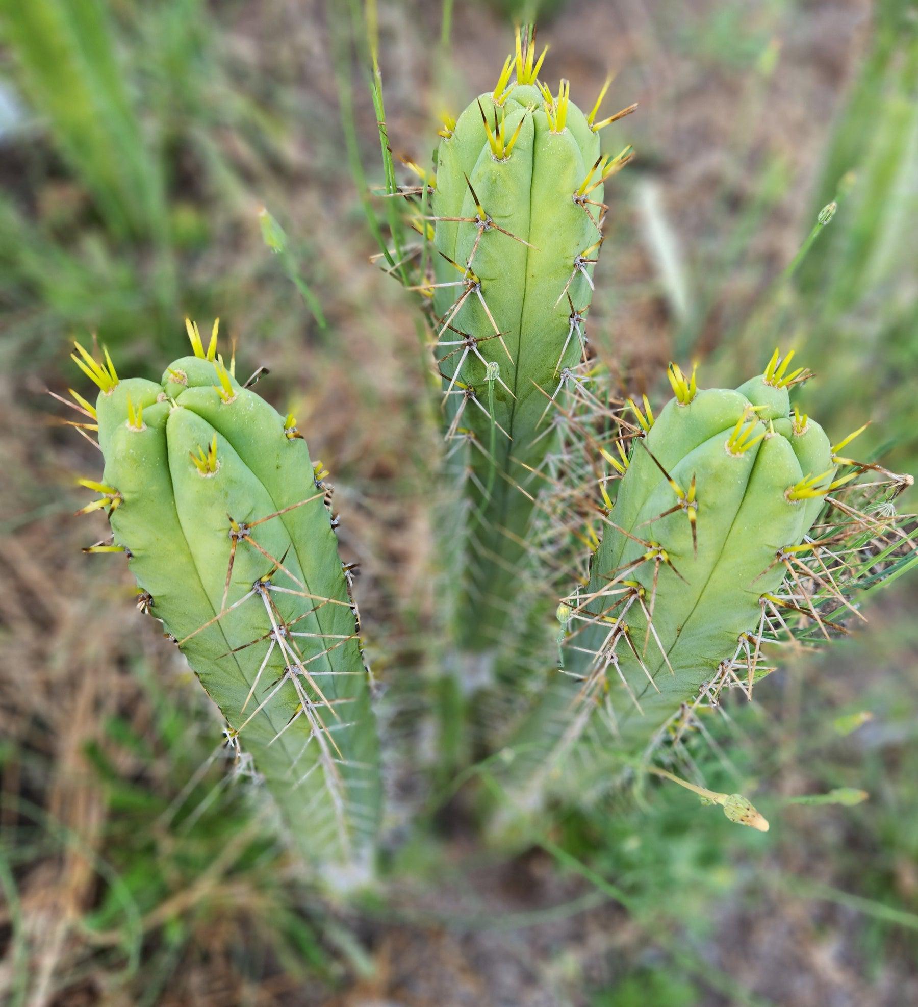 #EC273 EXACT Trichocereus Hybrid Bridgesii KGC X Bridgesii SS02 Cactus Cutting 7-8"-Cactus - Large - Exact-The Succulent Source