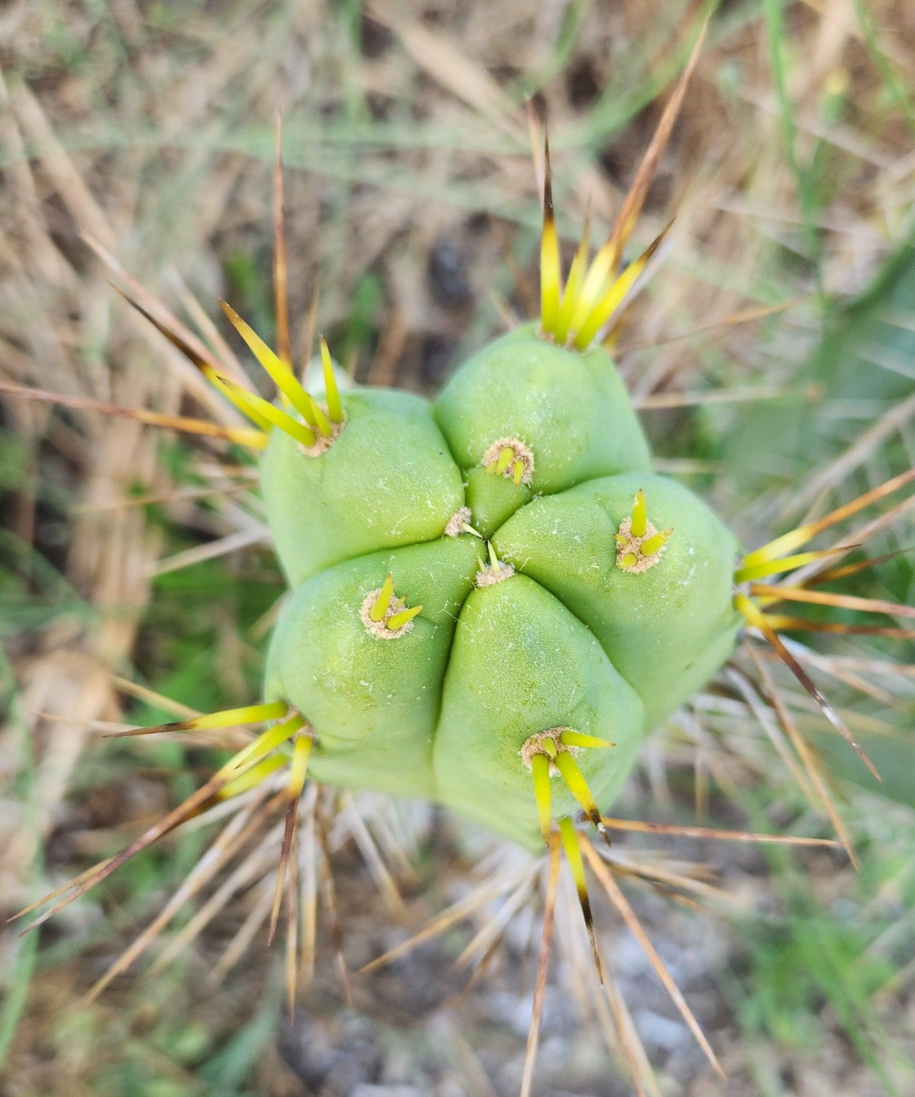 #EC273 EXACT Trichocereus Hybrid Bridgesii KGC X Bridgesii SS02 Cactus Cutting 7-8"-Cactus - Large - Exact-The Succulent Source