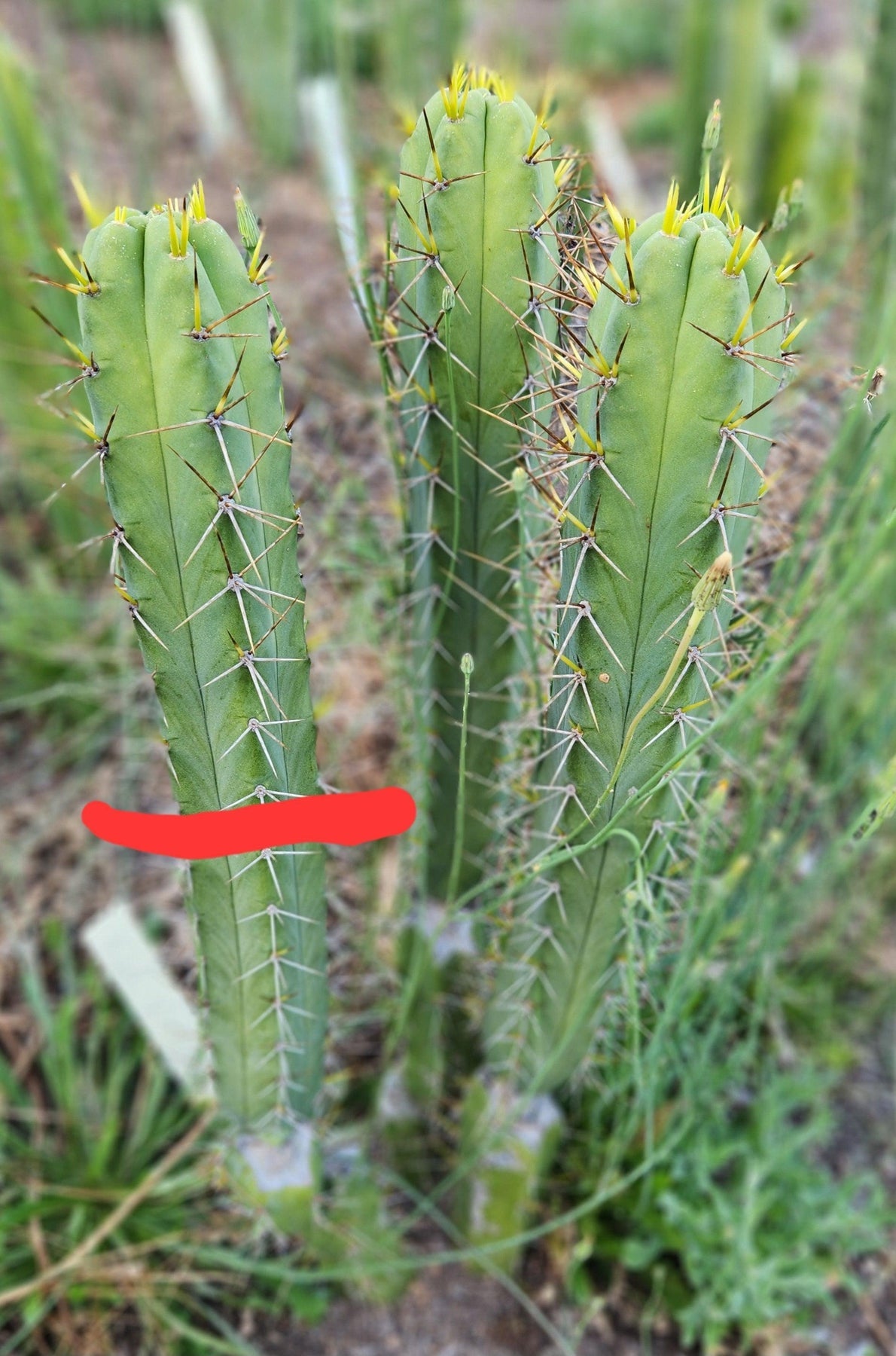 【keisuke.cacti】 All Kinds and Forms Mixed Cacti Seeds – Epic Gardening