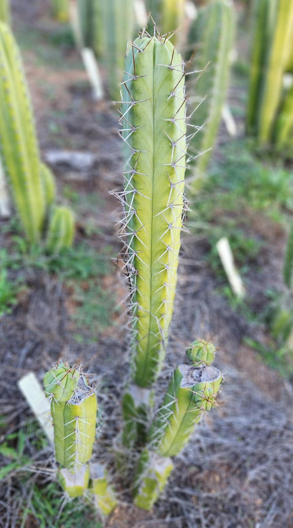 #EC273 EXACT Trichocereus Hybrid Bridgesii KGC X Bridgesii SS02 Cactus Cutting 7-8"-Cactus - Large - Exact-The Succulent Source