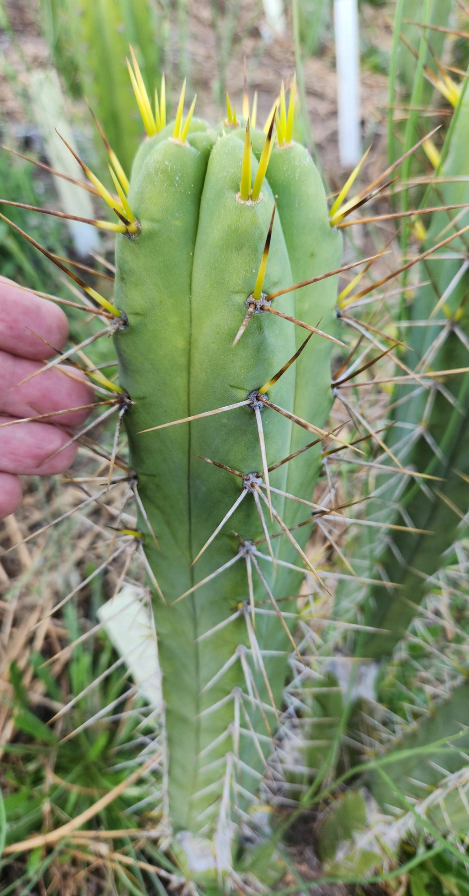 #EC273 EXACT Trichocereus Hybrid Bridgesii KGC X Bridgesii SS02 Cactus Cutting 7-8"-Cactus - Large - Exact-The Succulent Source