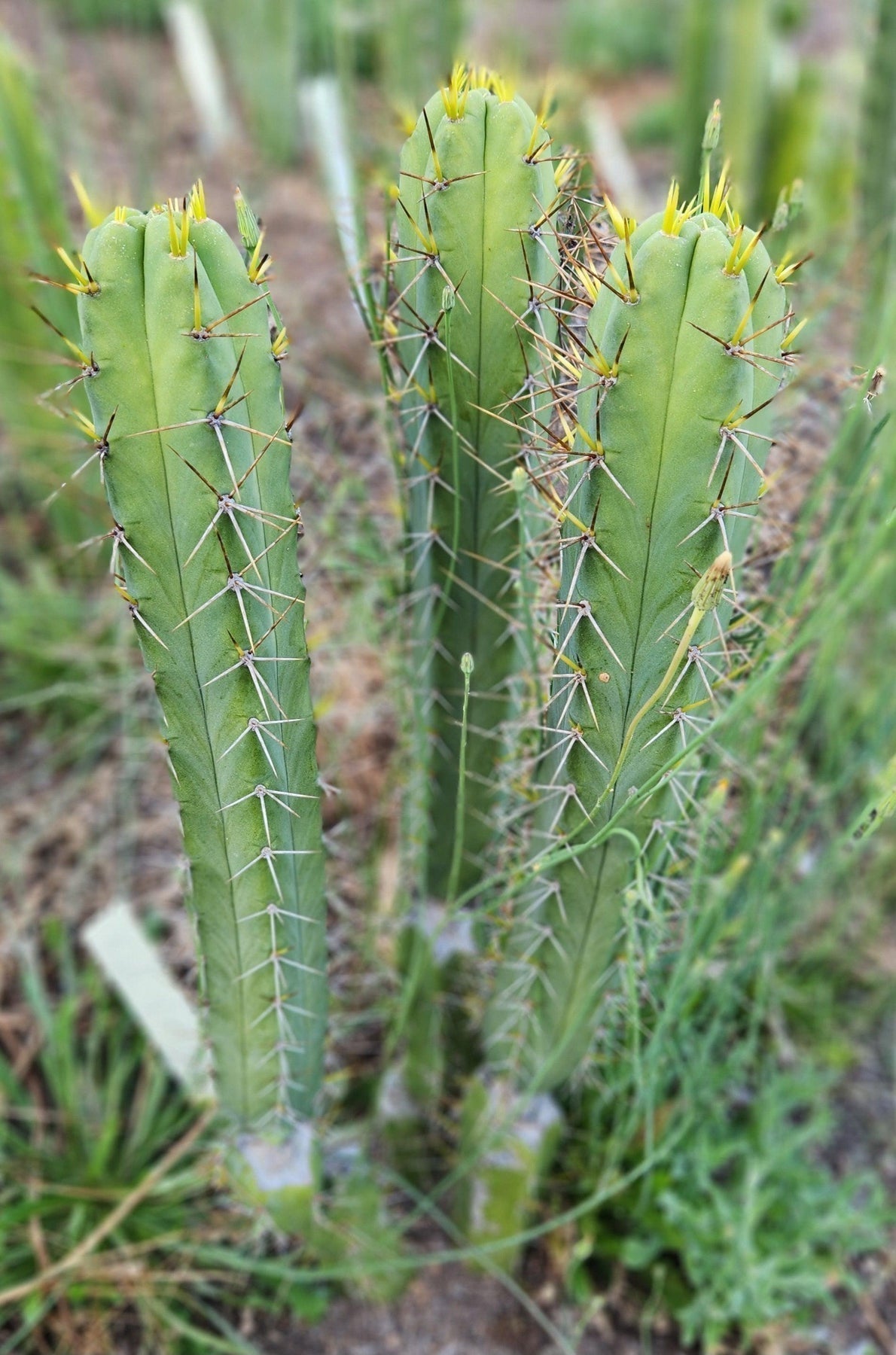 #EC273 EXACT Trichocereus Hybrid Bridgesii KGC X Bridgesii SS02 Cactus Cutting 7-8"-Cactus - Large - Exact-The Succulent Source