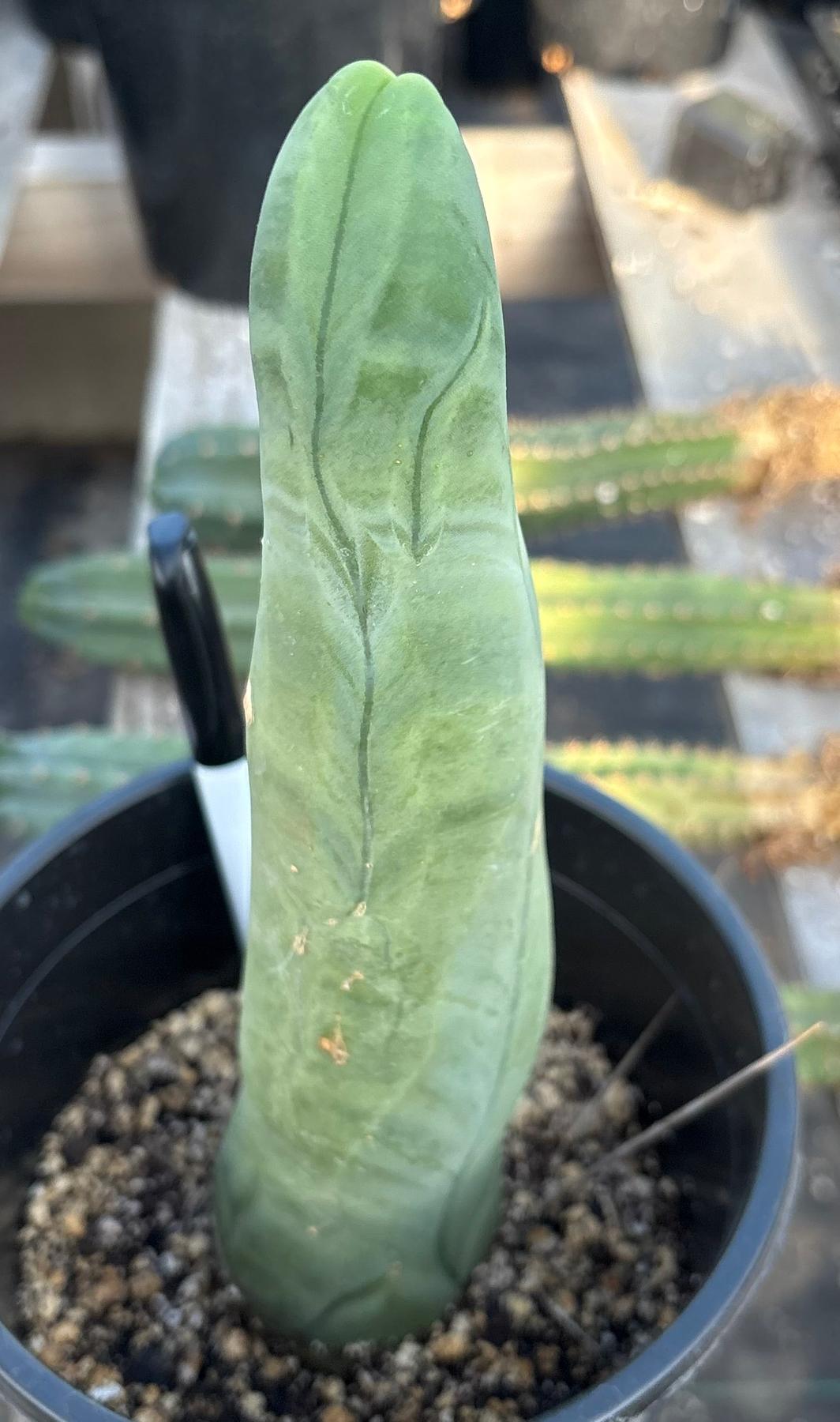 #EC274 EXACT Trichocereus Bridgesii Monstrose Long Form TBM Cactus 10”-Cactus - Large - Exact-The Succulent Source