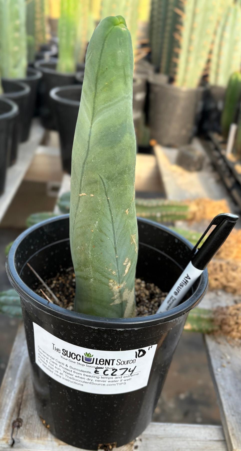 #EC274 EXACT Trichocereus Bridgesii Monstrose Long Form TBM Cactus 10”-Cactus - Large - Exact-The Succulent Source