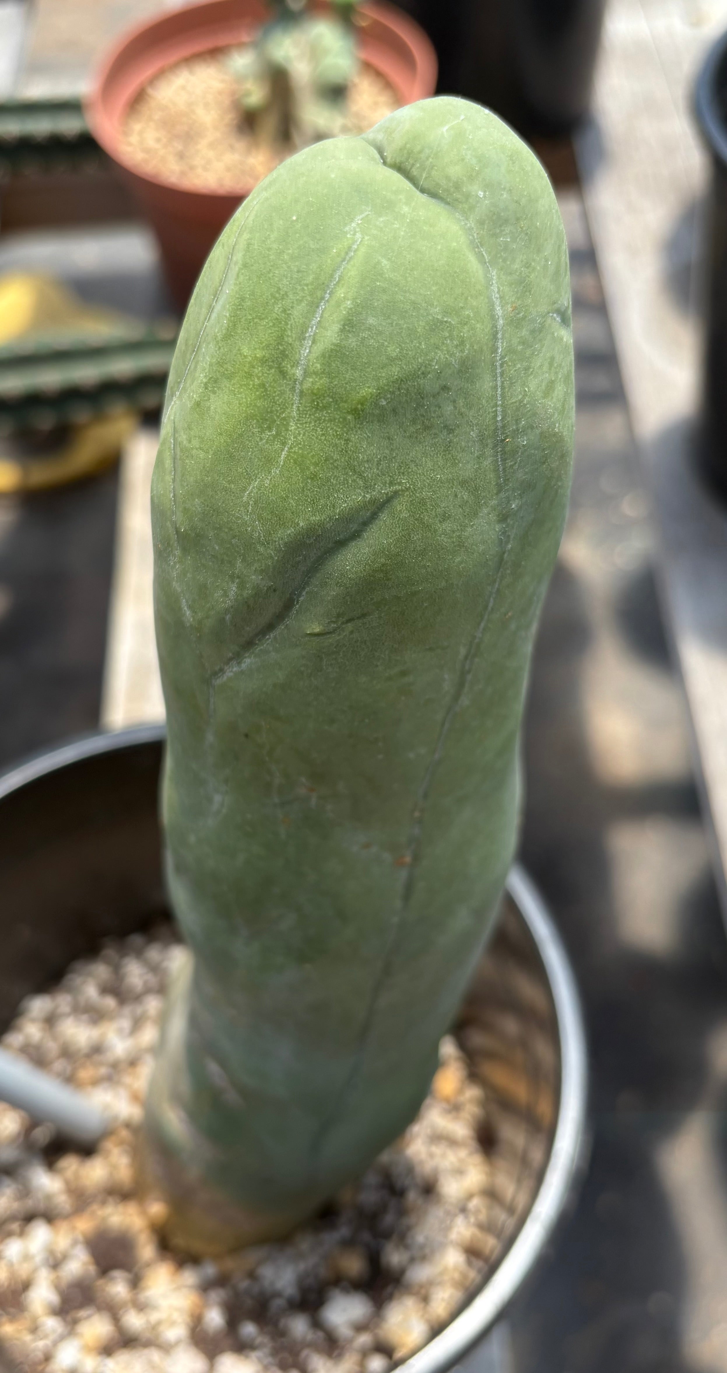 #EC274 EXACT Trichocereus Bridgesii Monstrose Long Form TBM Cactus 11”-Cactus - Large - Exact-The Succulent Source