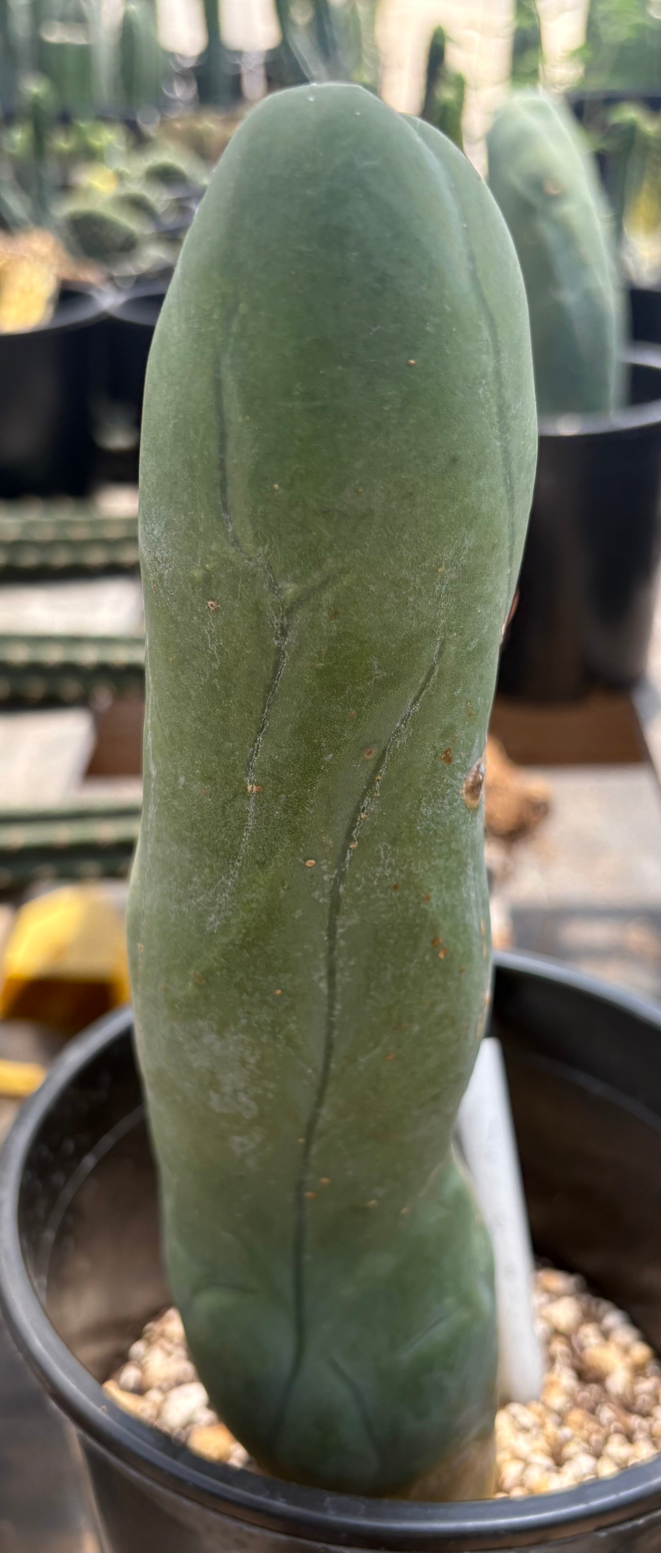 #EC274 EXACT Trichocereus Bridgesii Monstrose Long Form TBM Cactus 11”-Cactus - Large - Exact-The Succulent Source