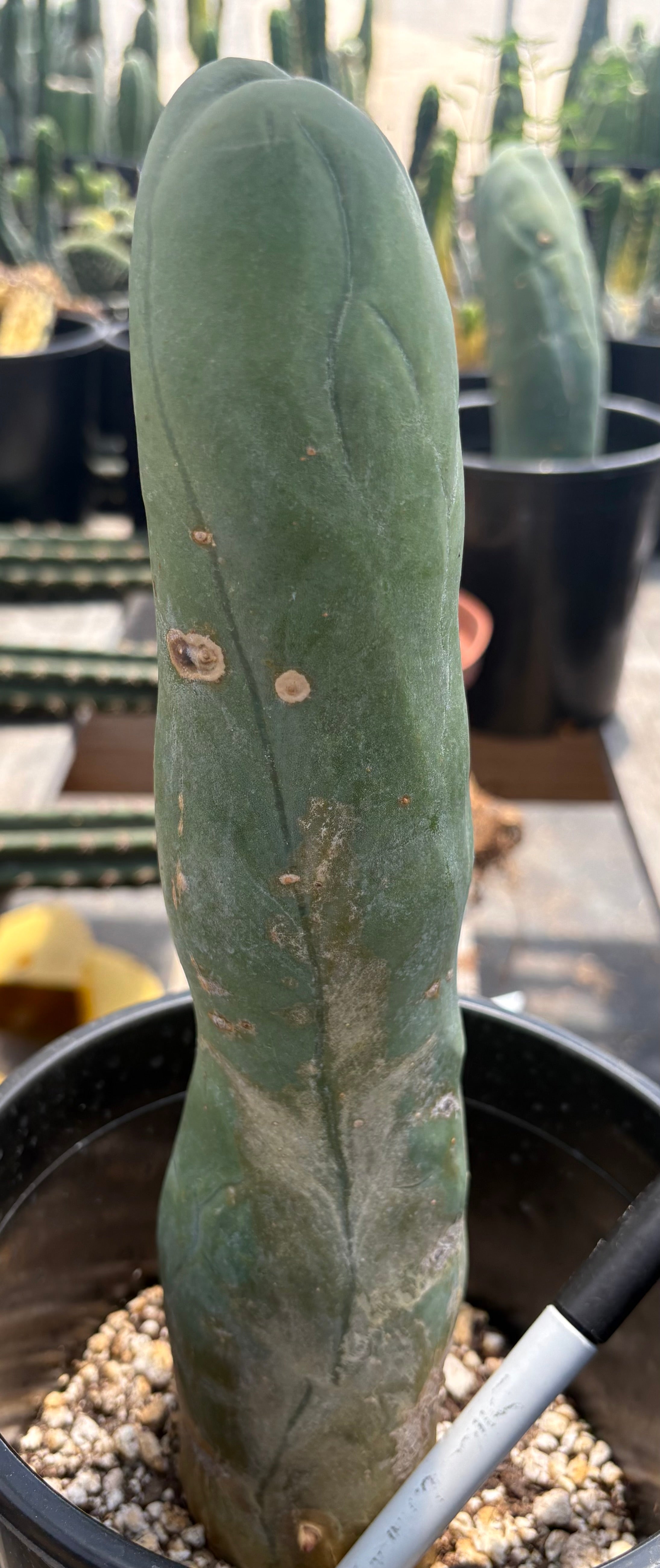 #EC274 EXACT Trichocereus Bridgesii Monstrose Long Form TBM Cactus 11”-Cactus - Large - Exact-The Succulent Source
