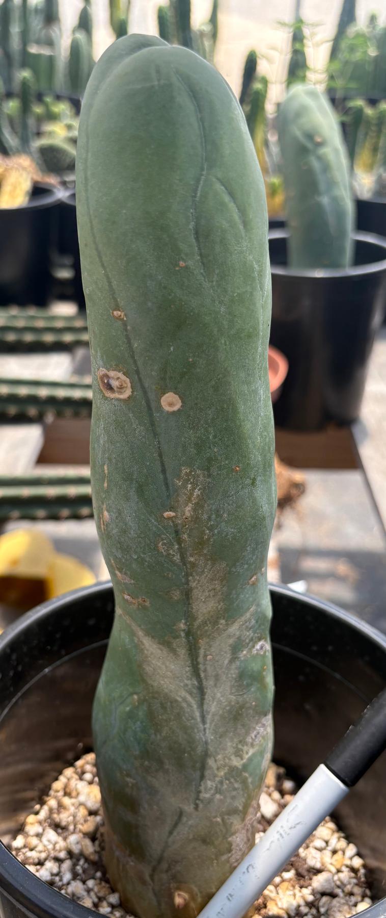 #EC274 EXACT Trichocereus Bridgesii Monstrose Long Form TBM Cactus 11”-Cactus - Large - Exact-The Succulent Source