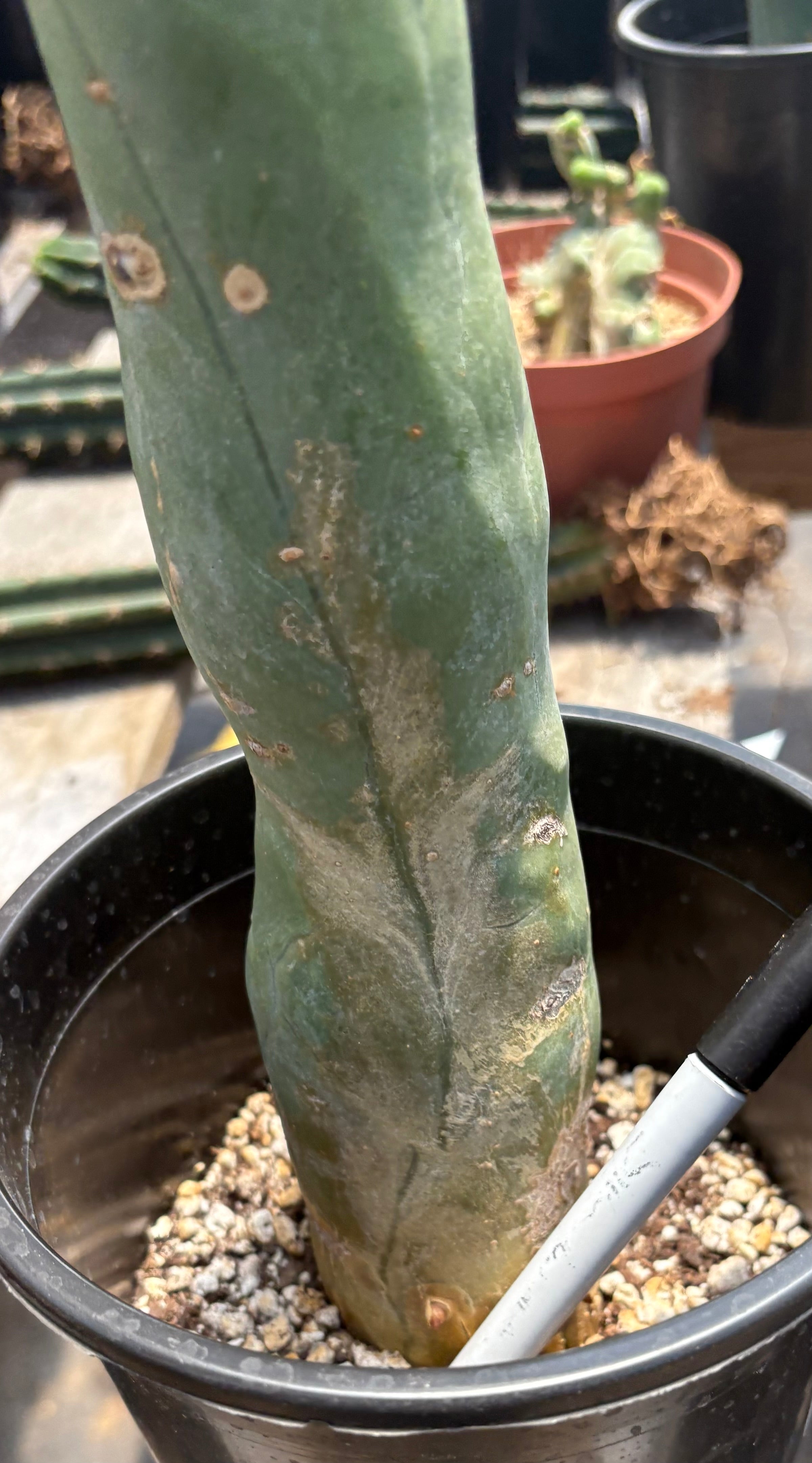 #EC274 EXACT Trichocereus Bridgesii Monstrose Long Form TBM Cactus 11”-Cactus - Large - Exact-The Succulent Source