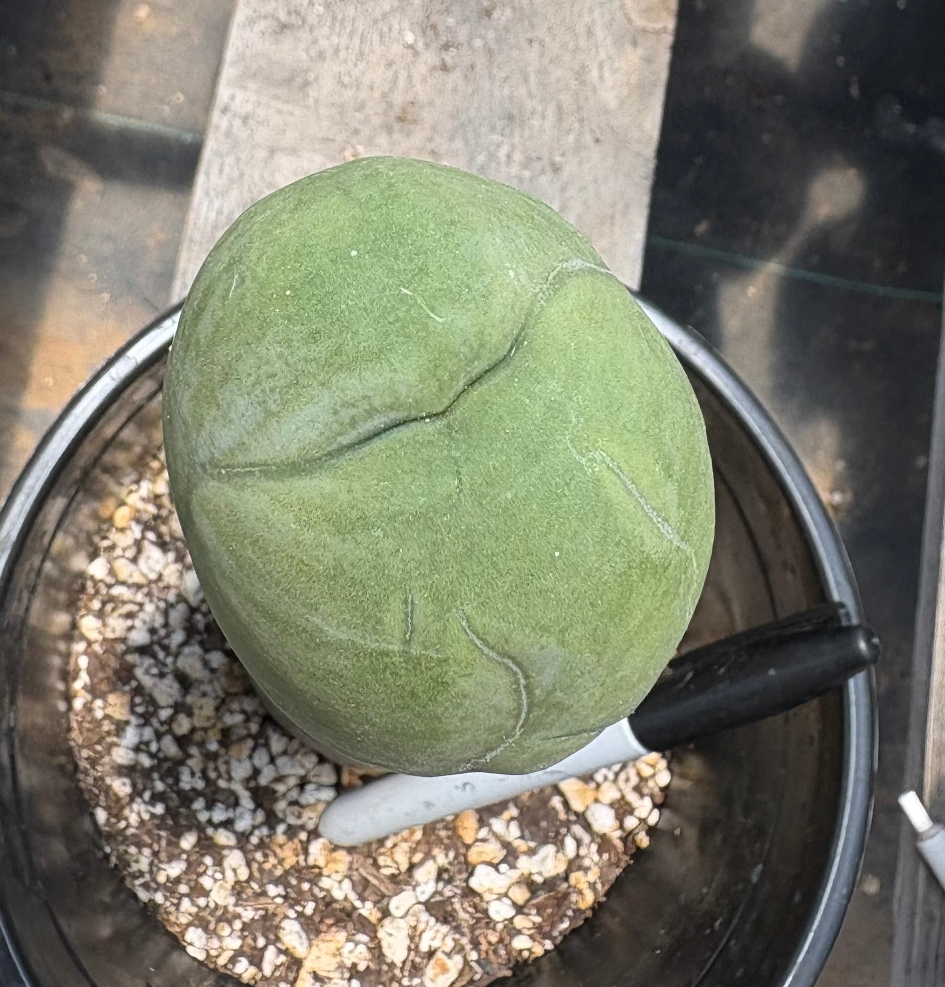 #EC274 EXACT Trichocereus Bridgesii Monstrose Long Form TBM Cactus 11”-Cactus - Large - Exact-The Succulent Source