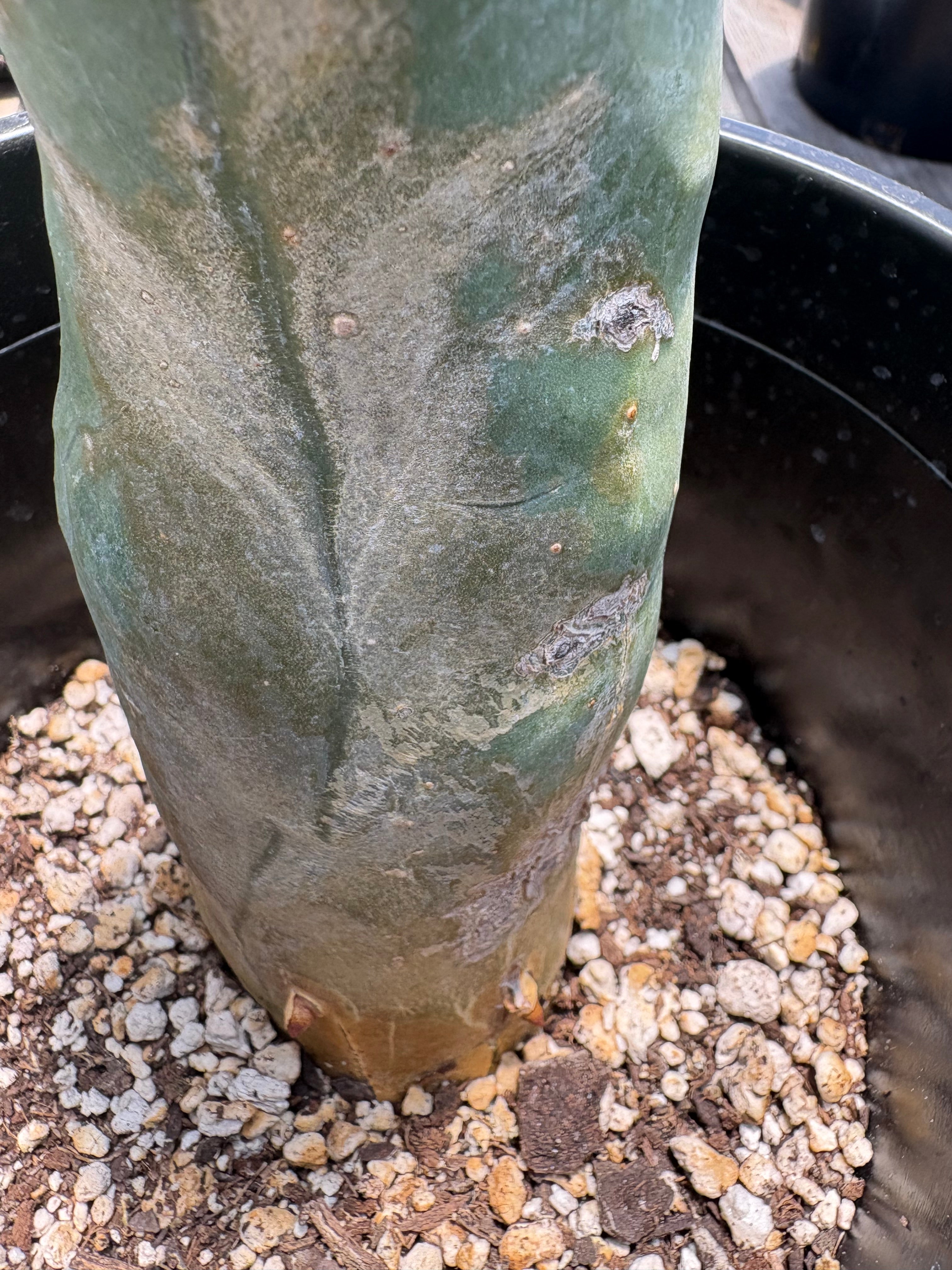 #EC274 EXACT Trichocereus Bridgesii Monstrose Long Form TBM Cactus 11”-Cactus - Large - Exact-The Succulent Source