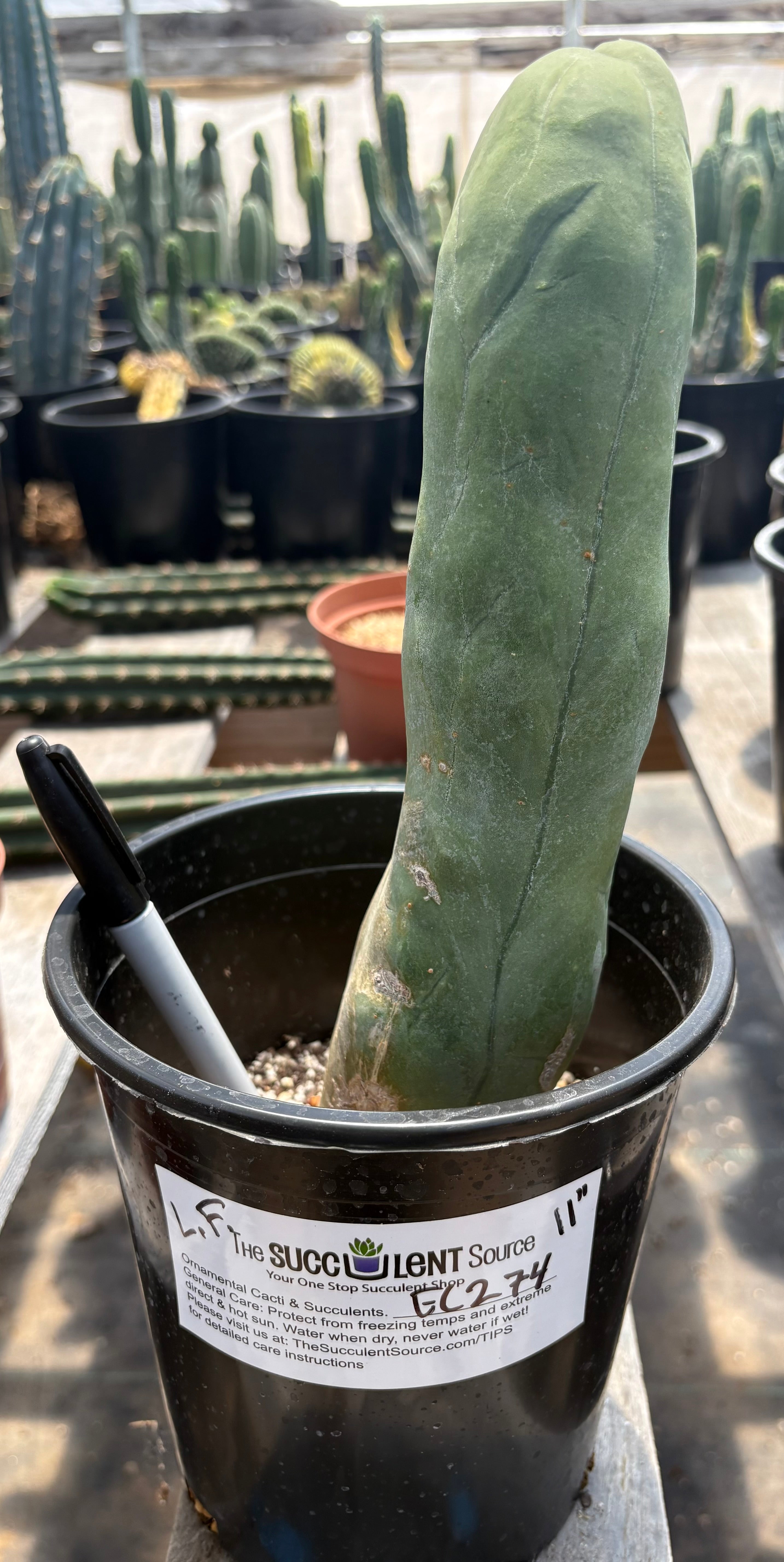 #EC274 EXACT Trichocereus Bridgesii Monstrose Long Form TBM Cactus 11”-Cactus - Large - Exact-The Succulent Source