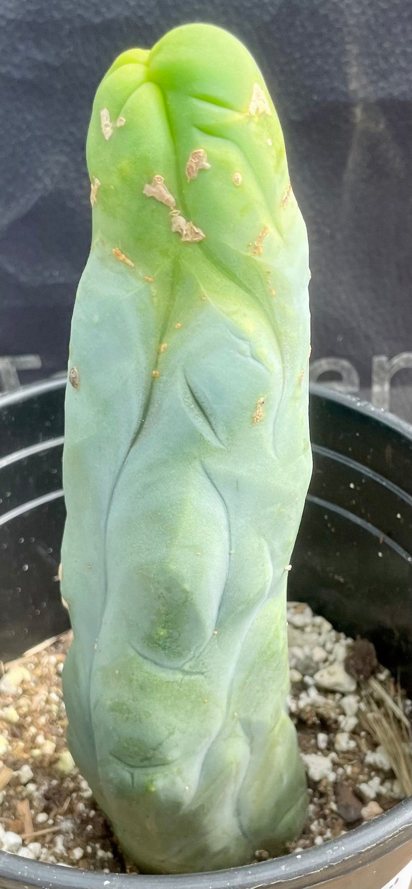 #EC274 EXACT Trichocereus Bridgesii Monstrose Long Form TBM Cactus 9”-Cactus - Large - Exact-The Succulent Source