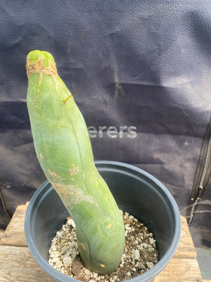#EC274 EXACT Trichocereus Bridgesii Monstrose Long Form TBM Cactus 9”