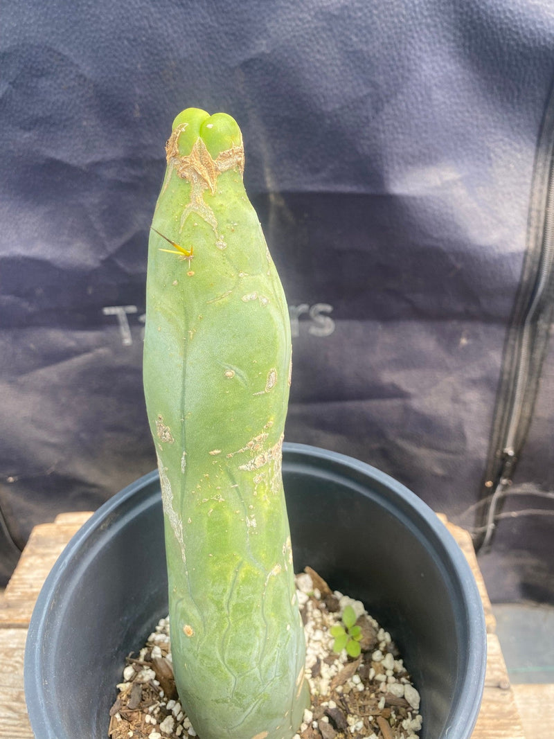 #EC274 EXACT Trichocereus Bridgesii Monstrose Long Form TBM Cactus 9”