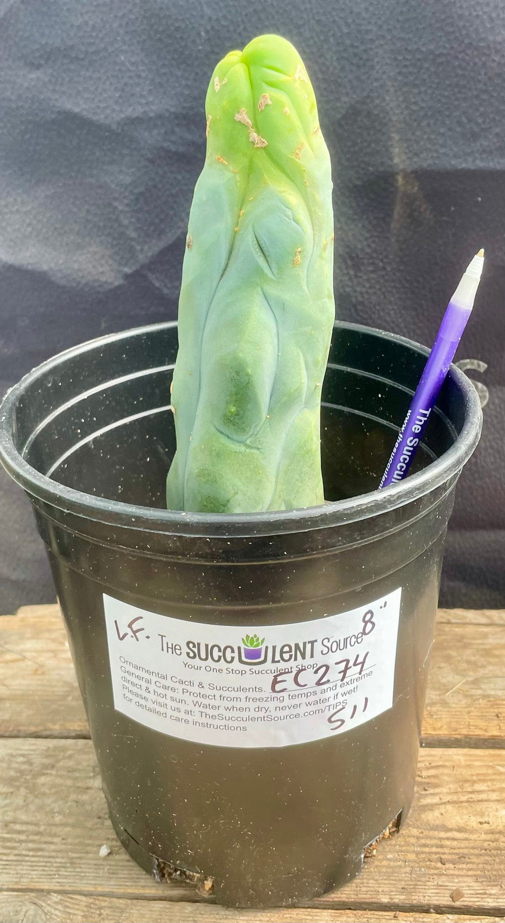 #EC274 EXACT Trichocereus Bridgesii Monstrose Long Form TBM Cactus 9”-Cactus - Large - Exact-The Succulent Source