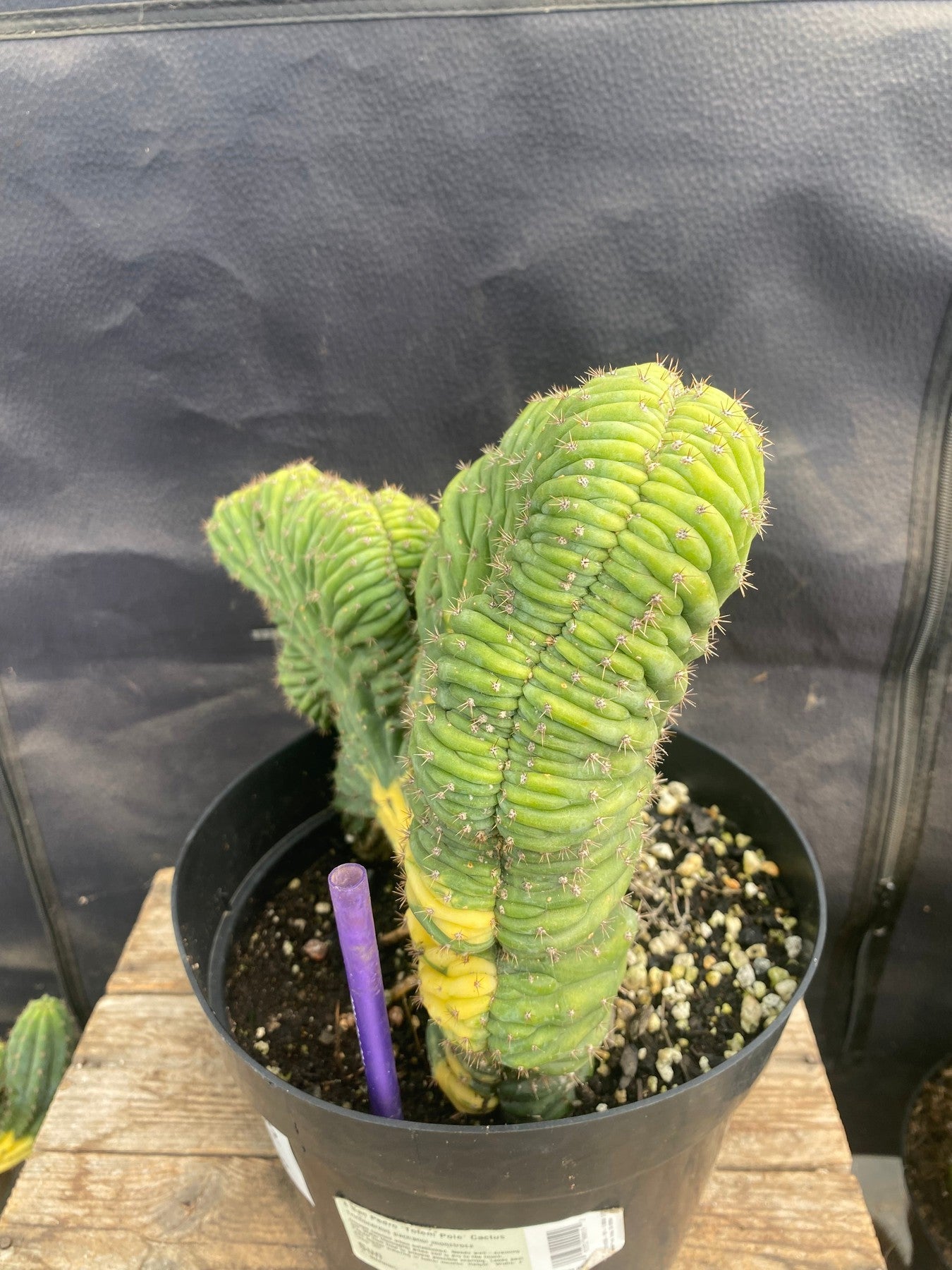 #EC275 EXACT Trichocereus Pachanoi China Gold Variegated Cactus-Cactus - Large - Exact-The Succulent Source