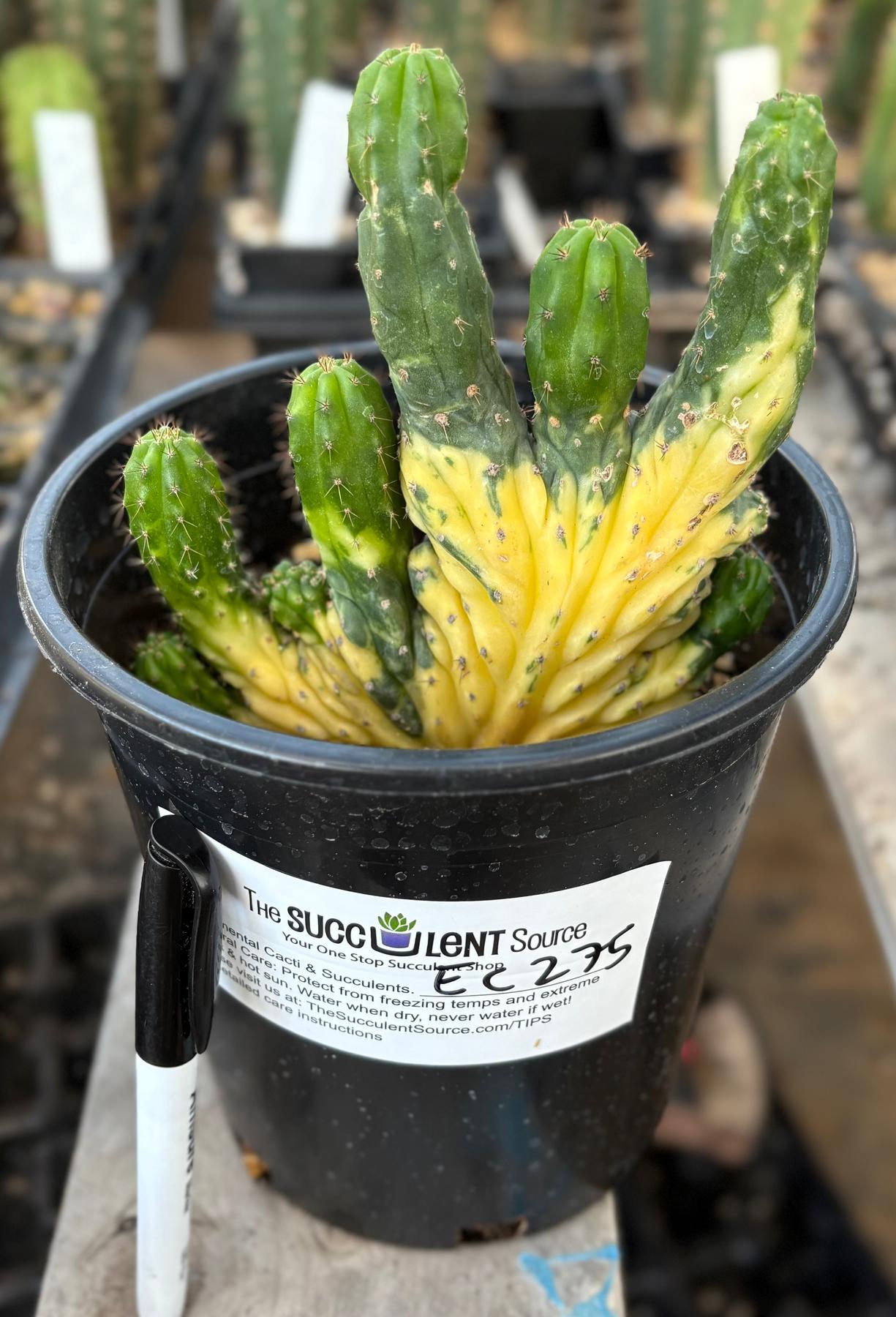 variegated san pedro cactus #EC275 EXACT Trichocereus Pachanoi China Gold Variegated Cactus