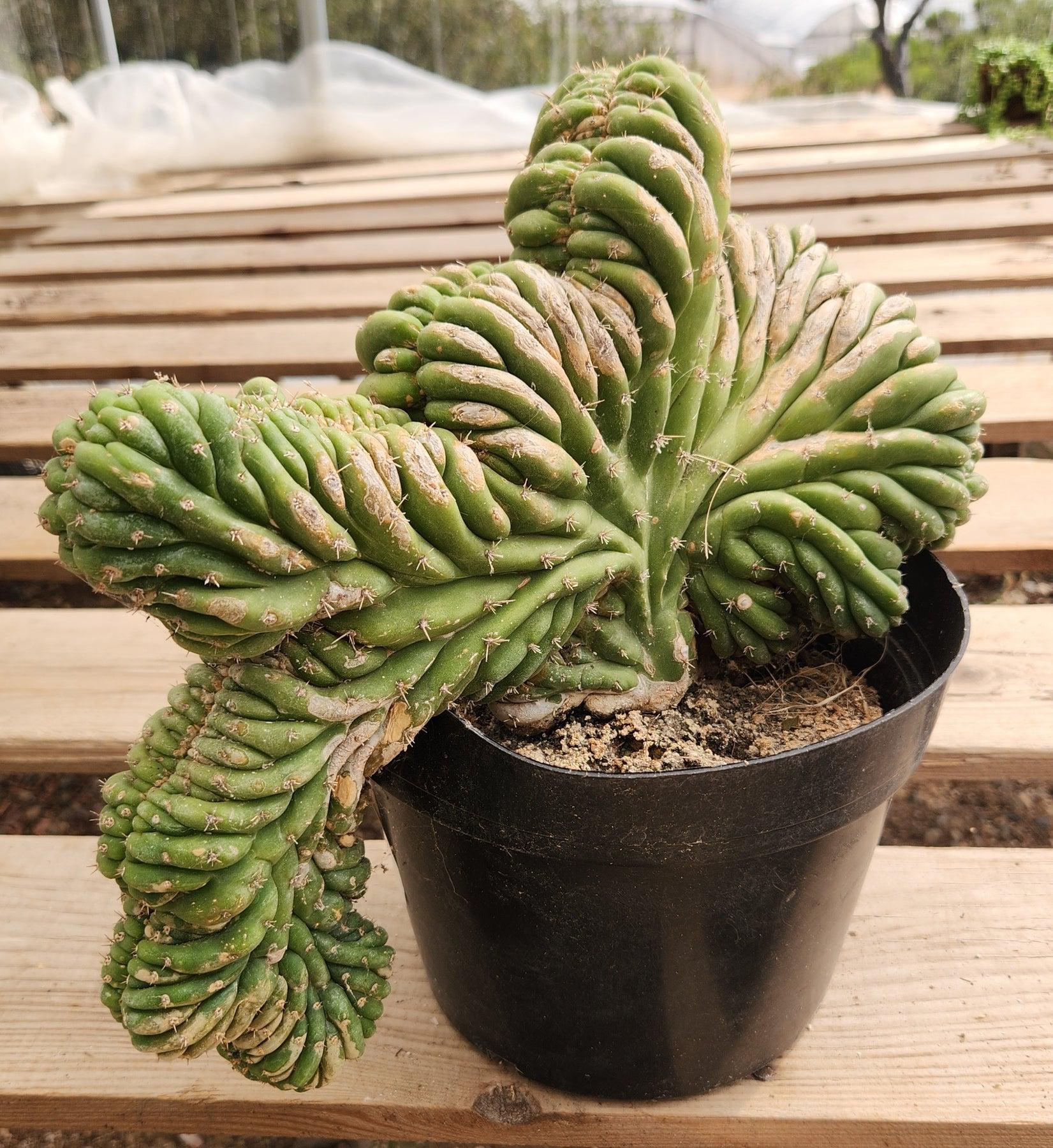 #EC276 EXACT Trichocereus Pachanoi Crested Cactus-Cactus - Large - Exact-The Succulent Source