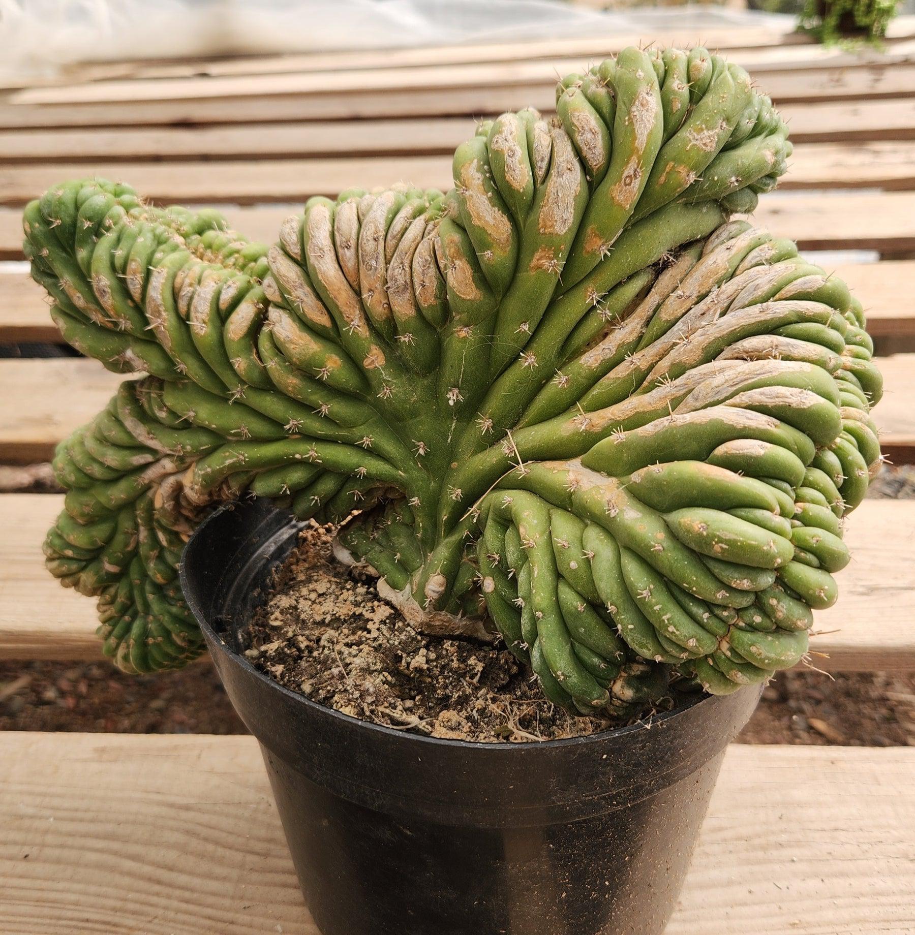 #EC276 EXACT Trichocereus Pachanoi Crested Cactus-Cactus - Large - Exact-The Succulent Source