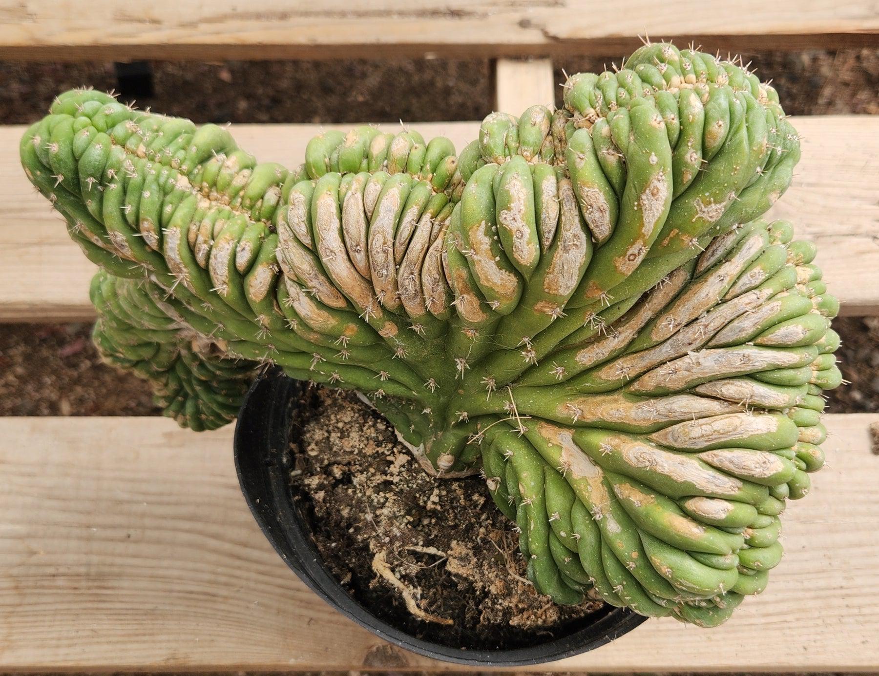 #EC276 EXACT Trichocereus Pachanoi Crested Cactus-Cactus - Large - Exact-The Succulent Source